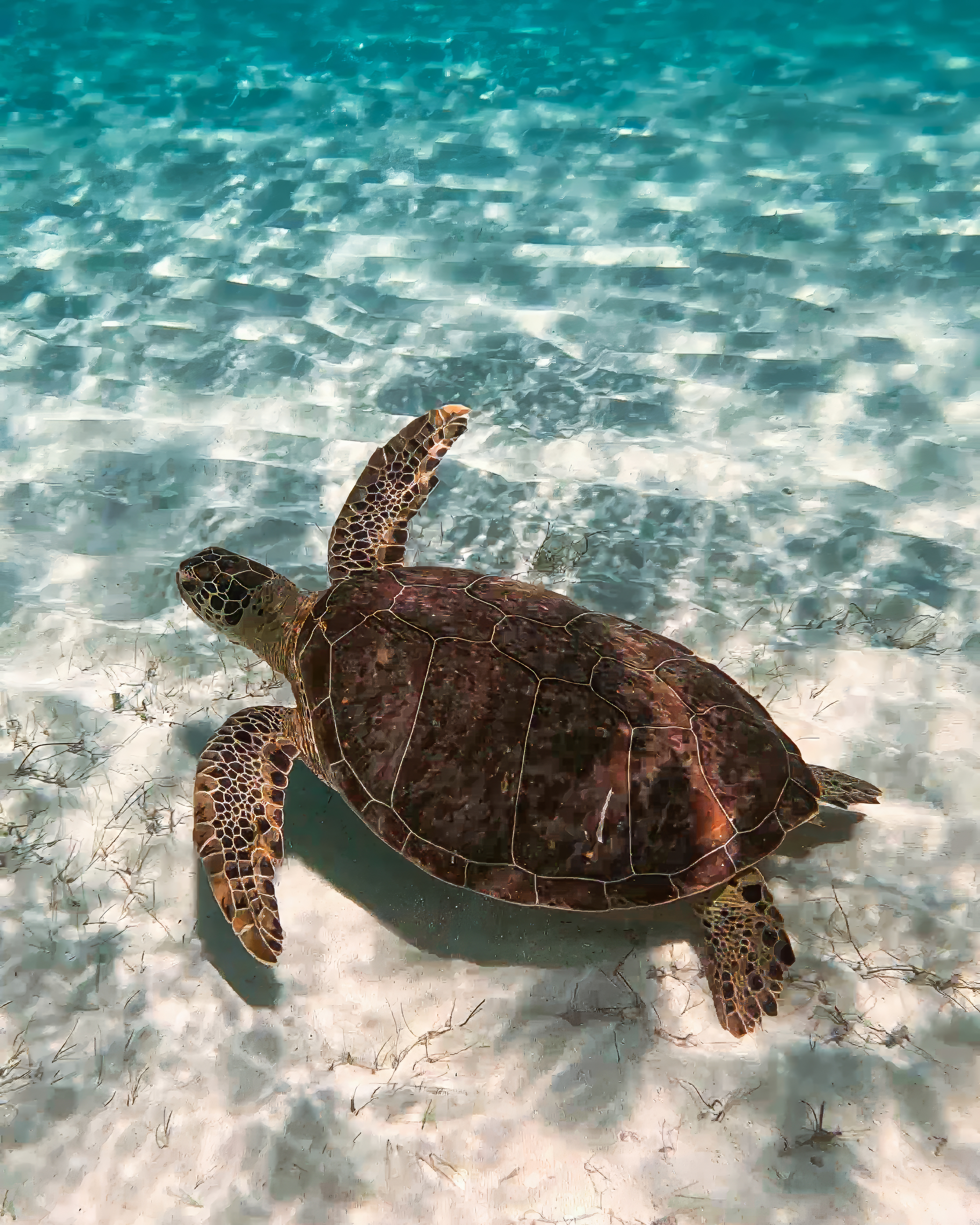 Turtle Bay 2