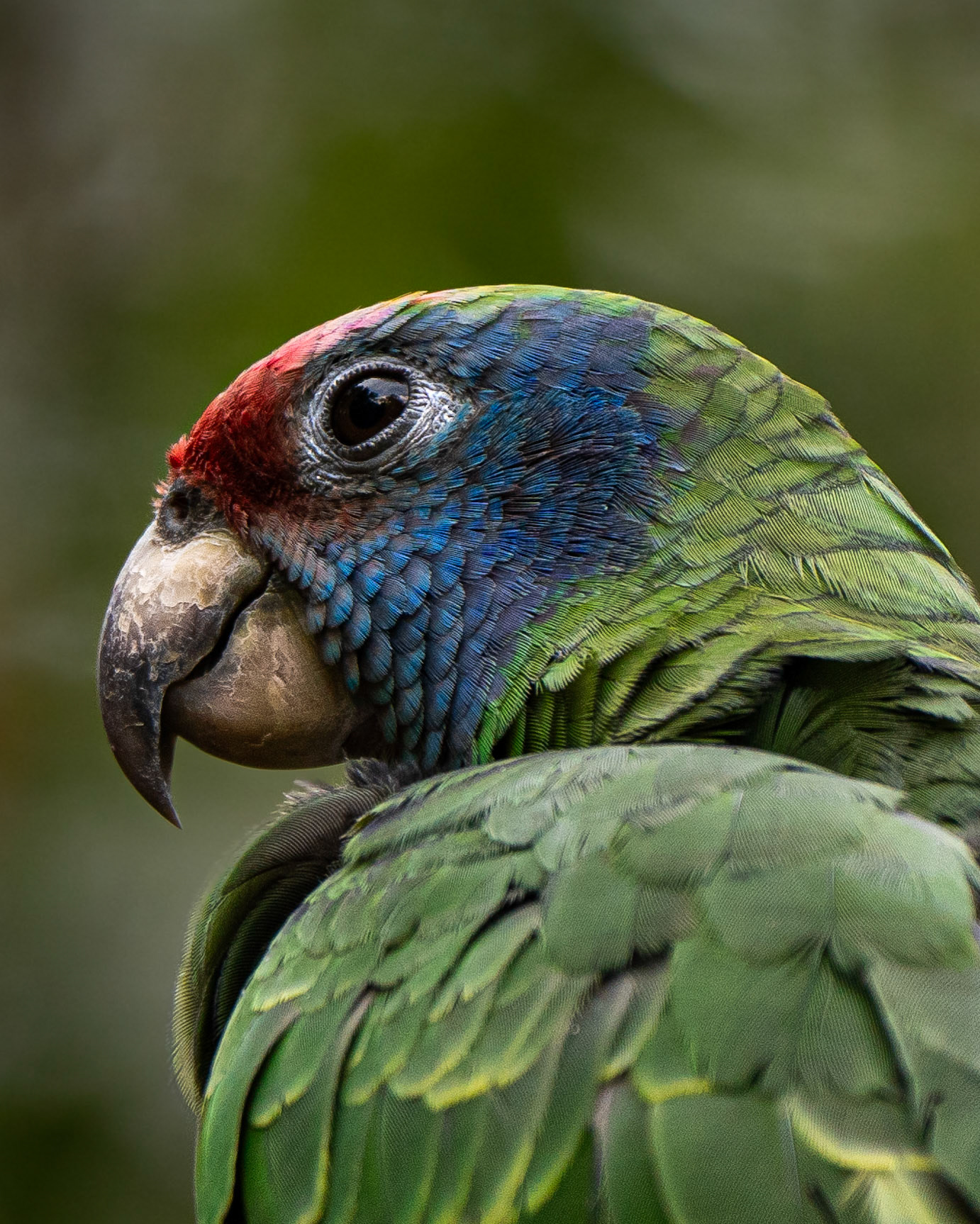 Papagaio da cara roxa