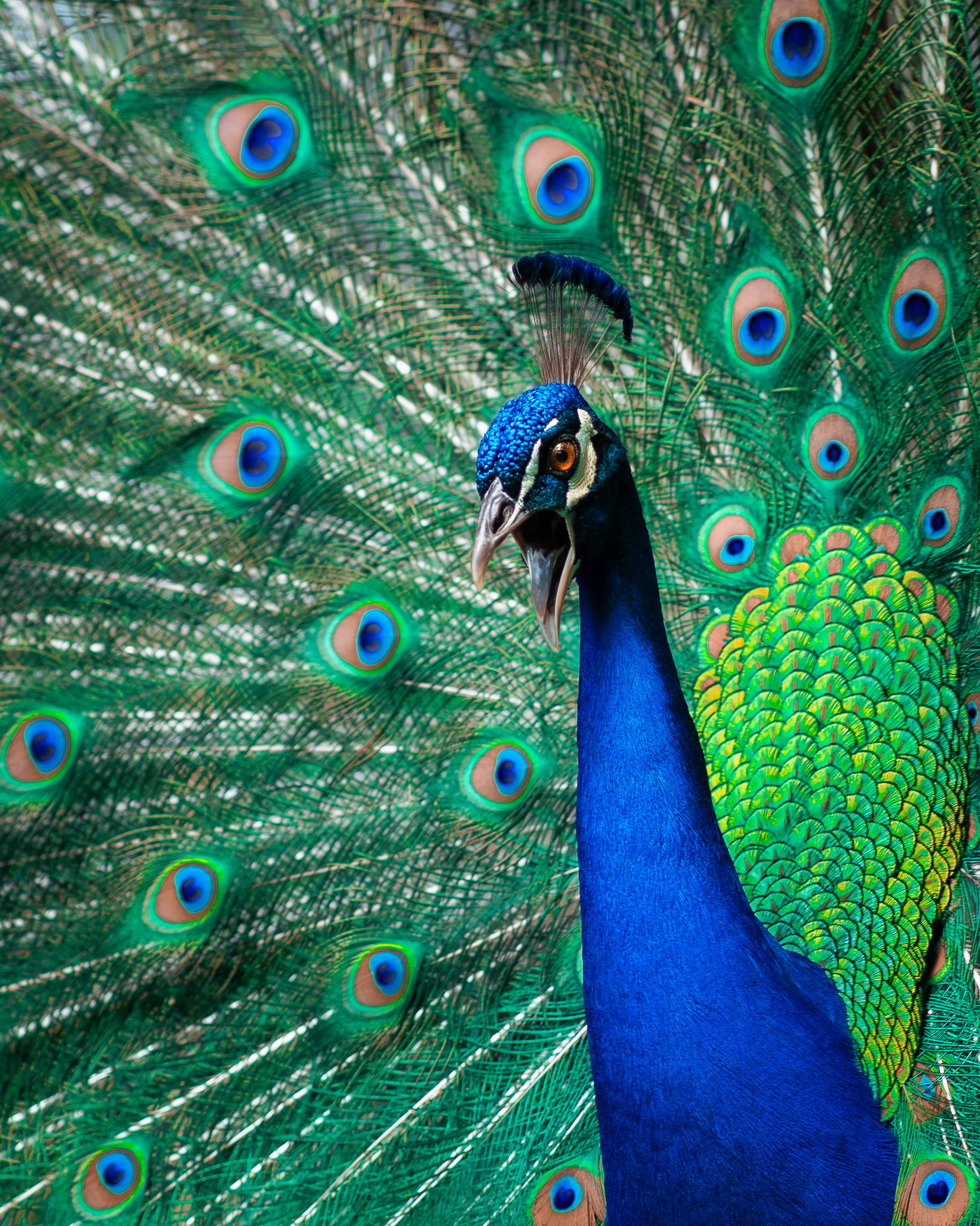 Pavão