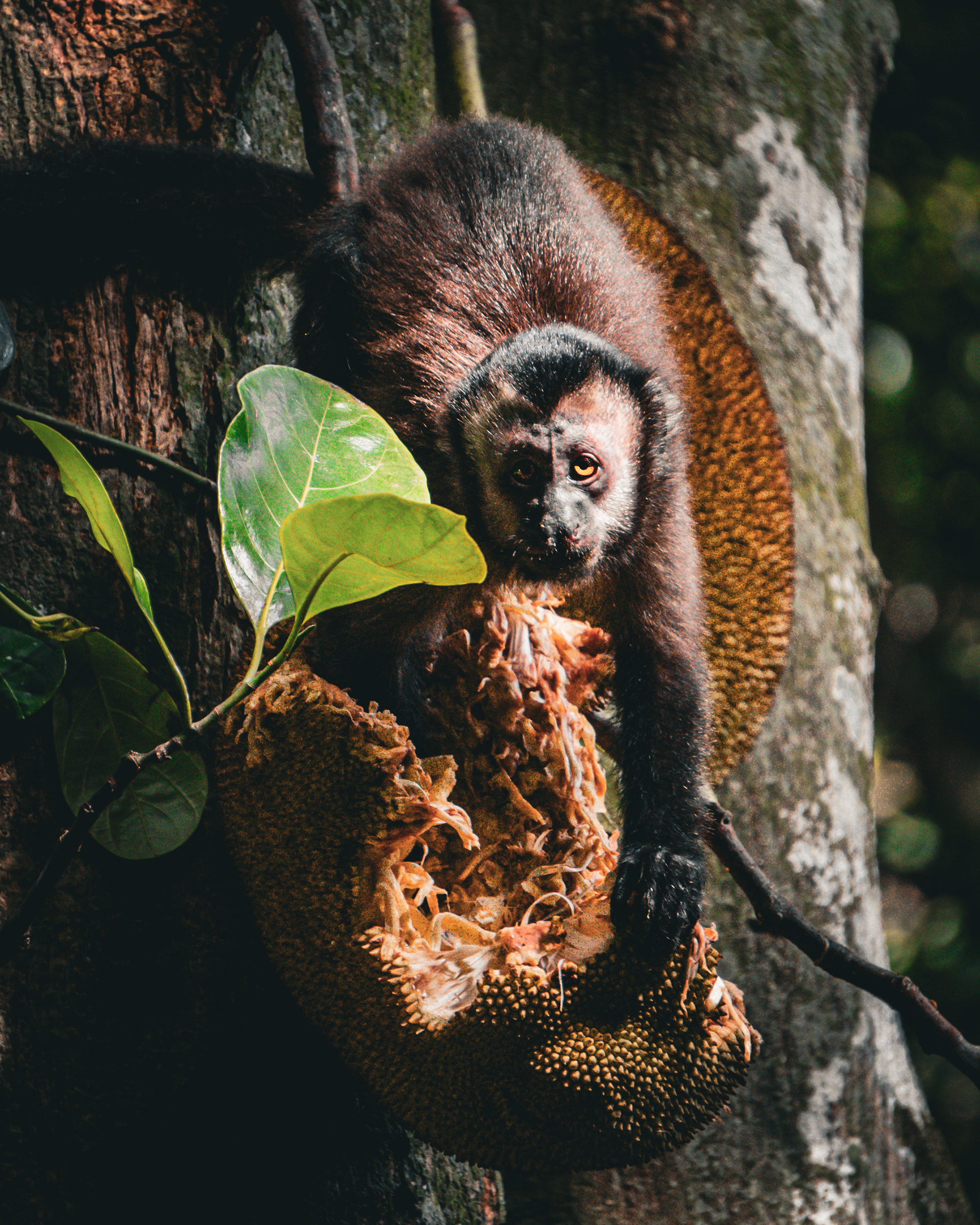 O macaco e a Jaca