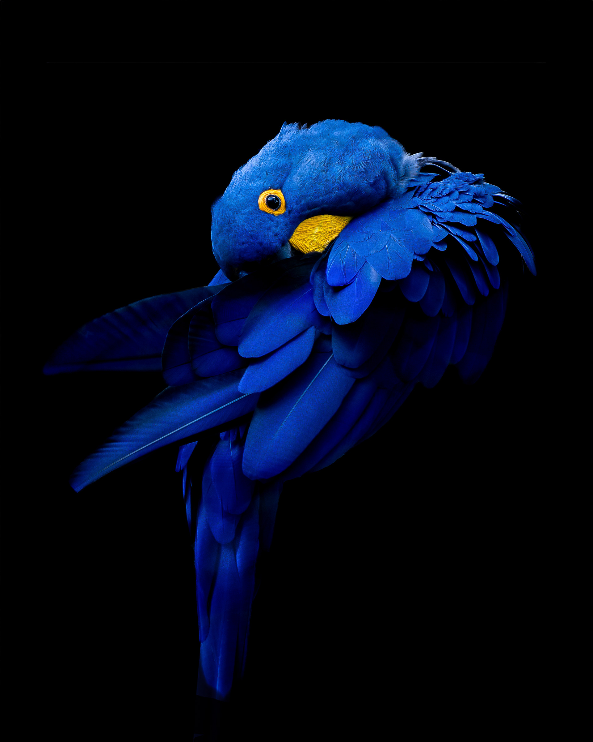 Arara azul