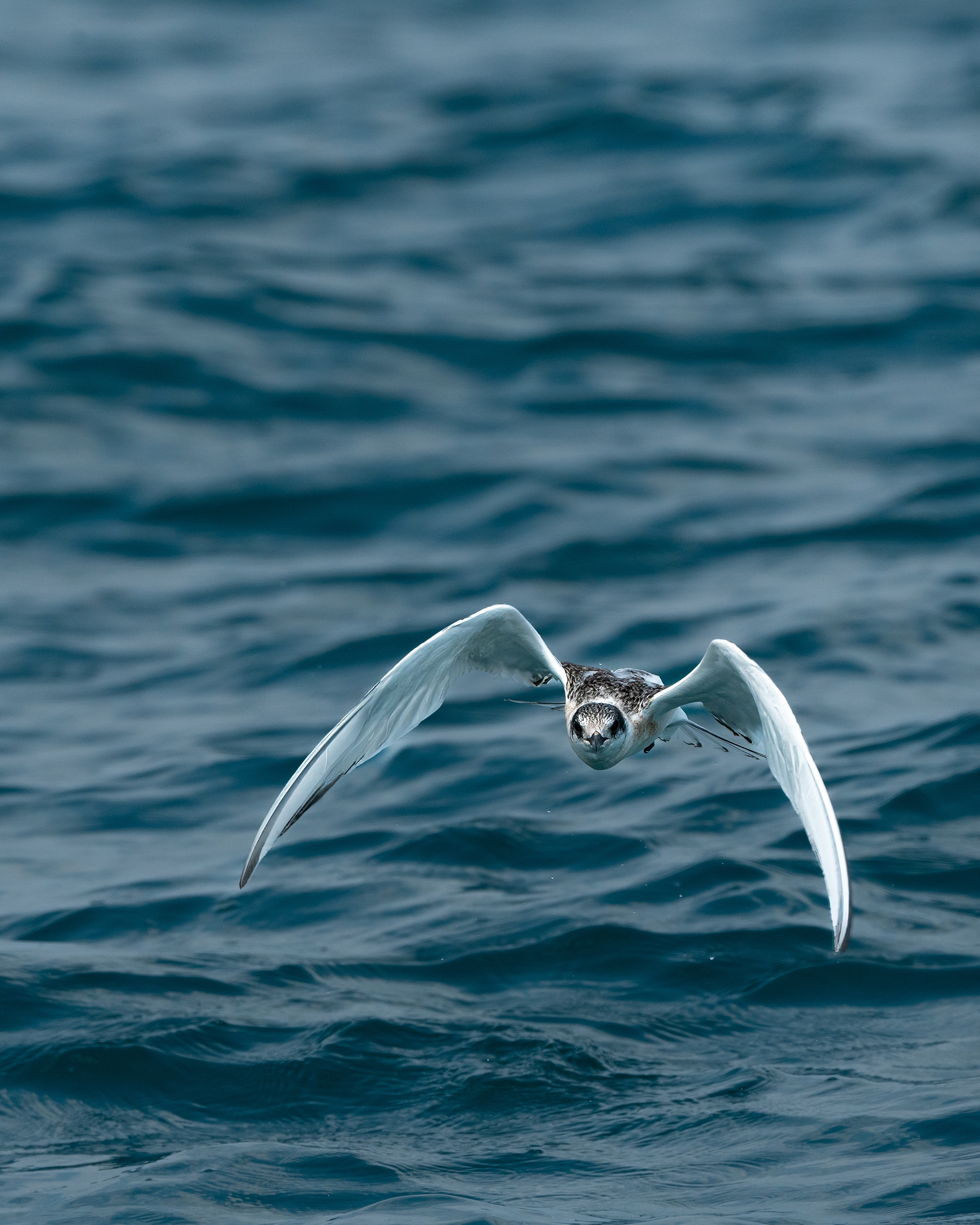 Icarus