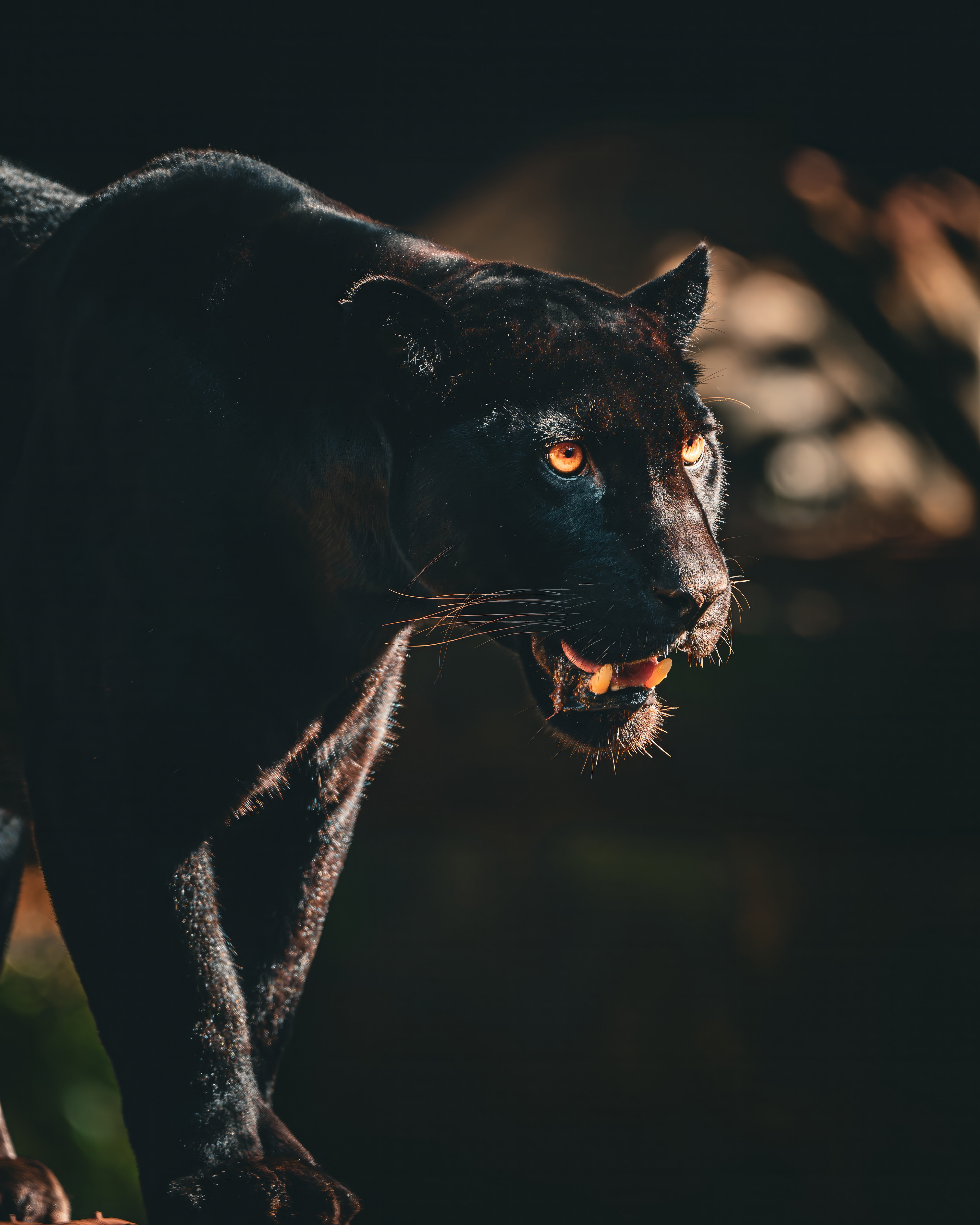 Pantera Negra 2