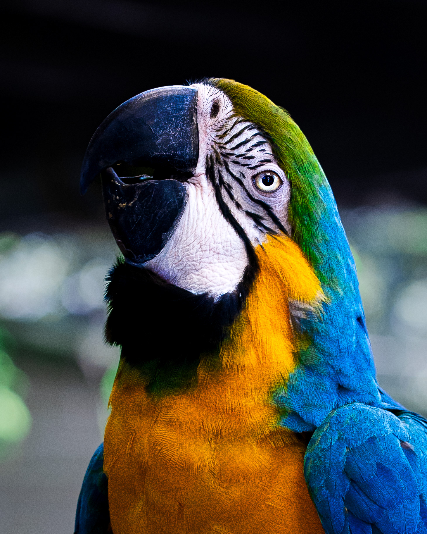 Arara canindé 3