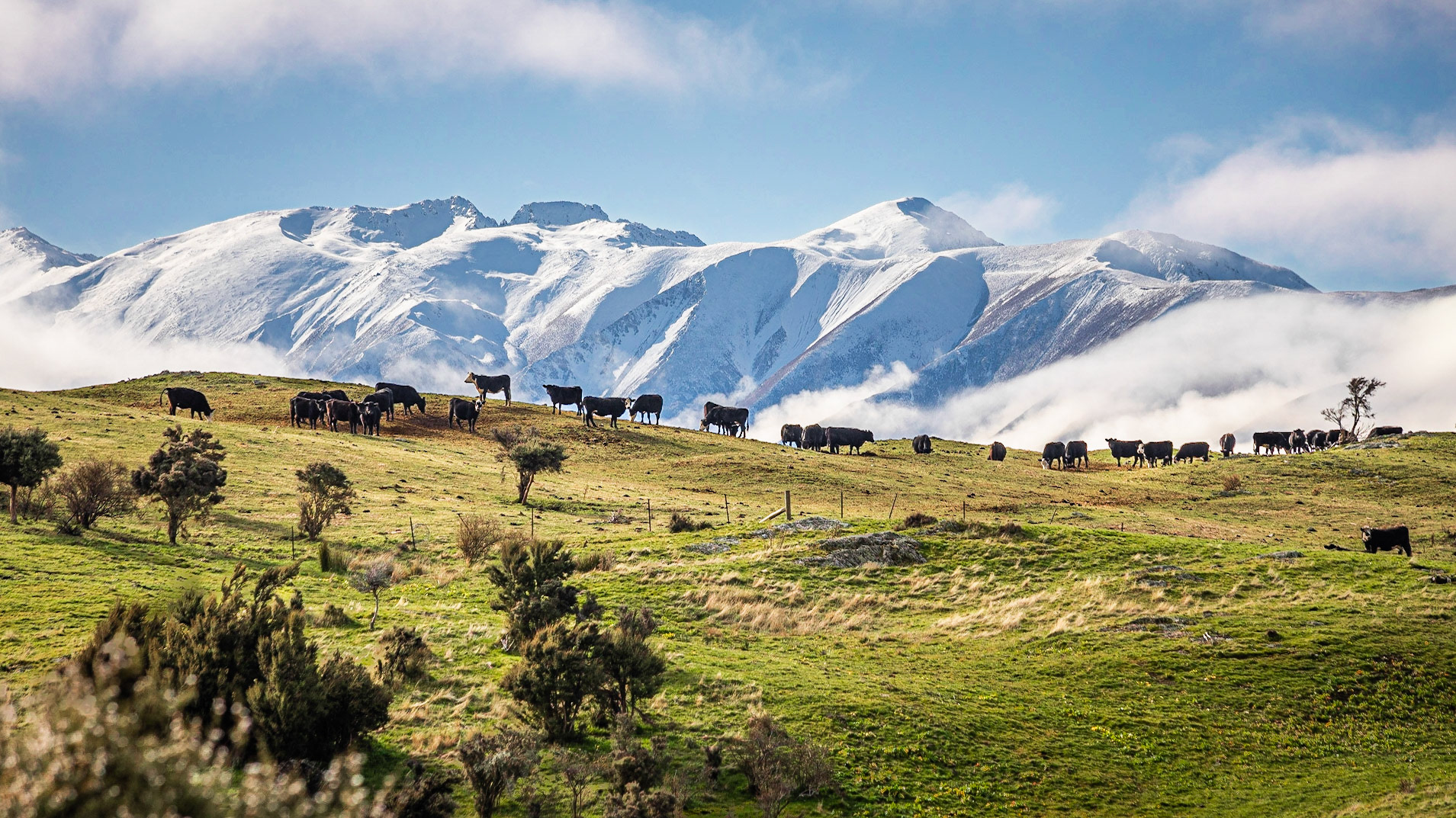 Cows grazing in front of snowy peaks in a winter clear day, South Island, New Zealand