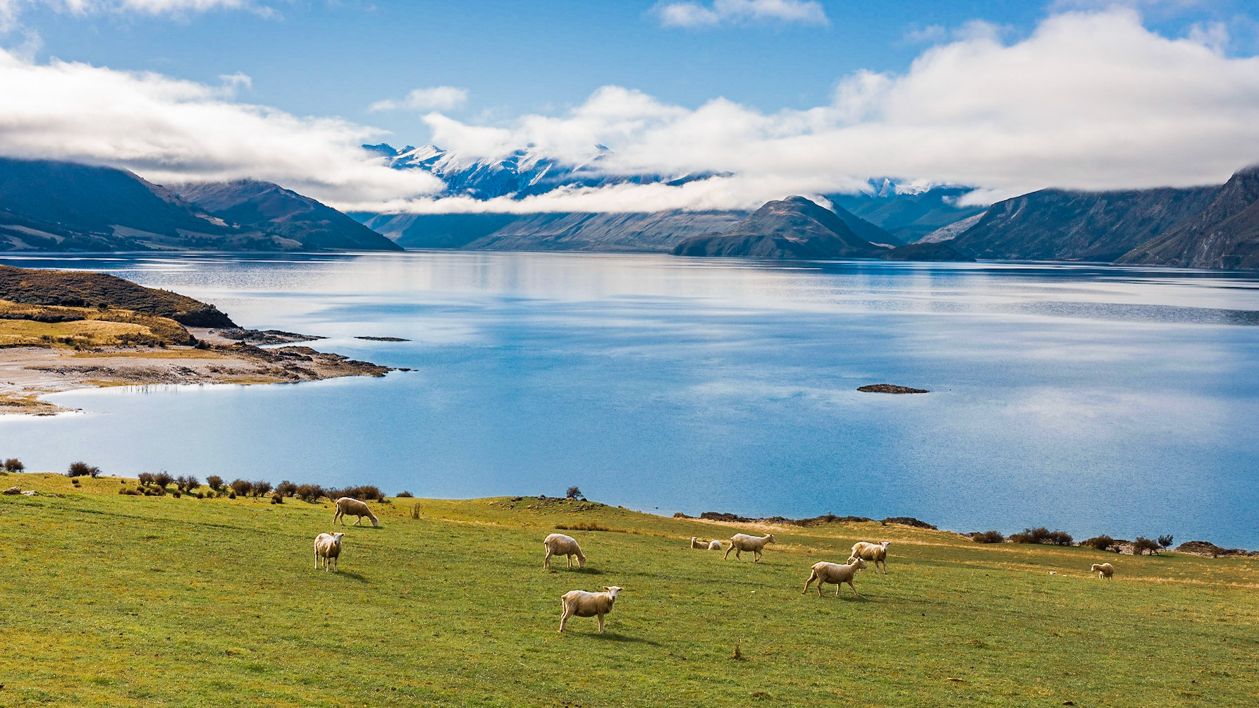 Sheep grazing on the shore of Lake Hawea at Lake Hawea Lookout, South Island, New Zealand
