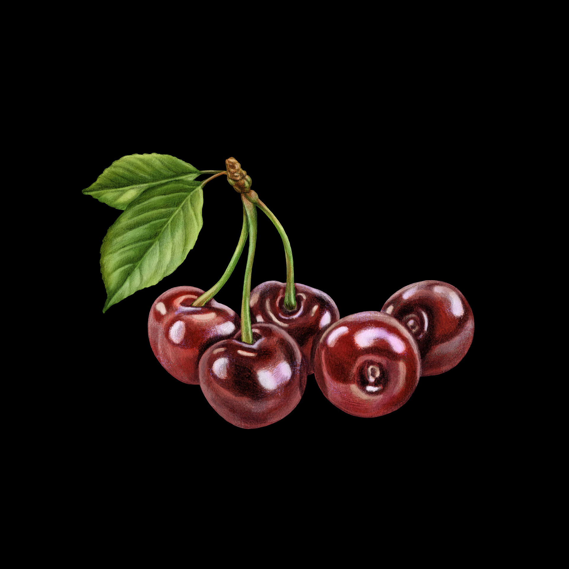Black Cherry