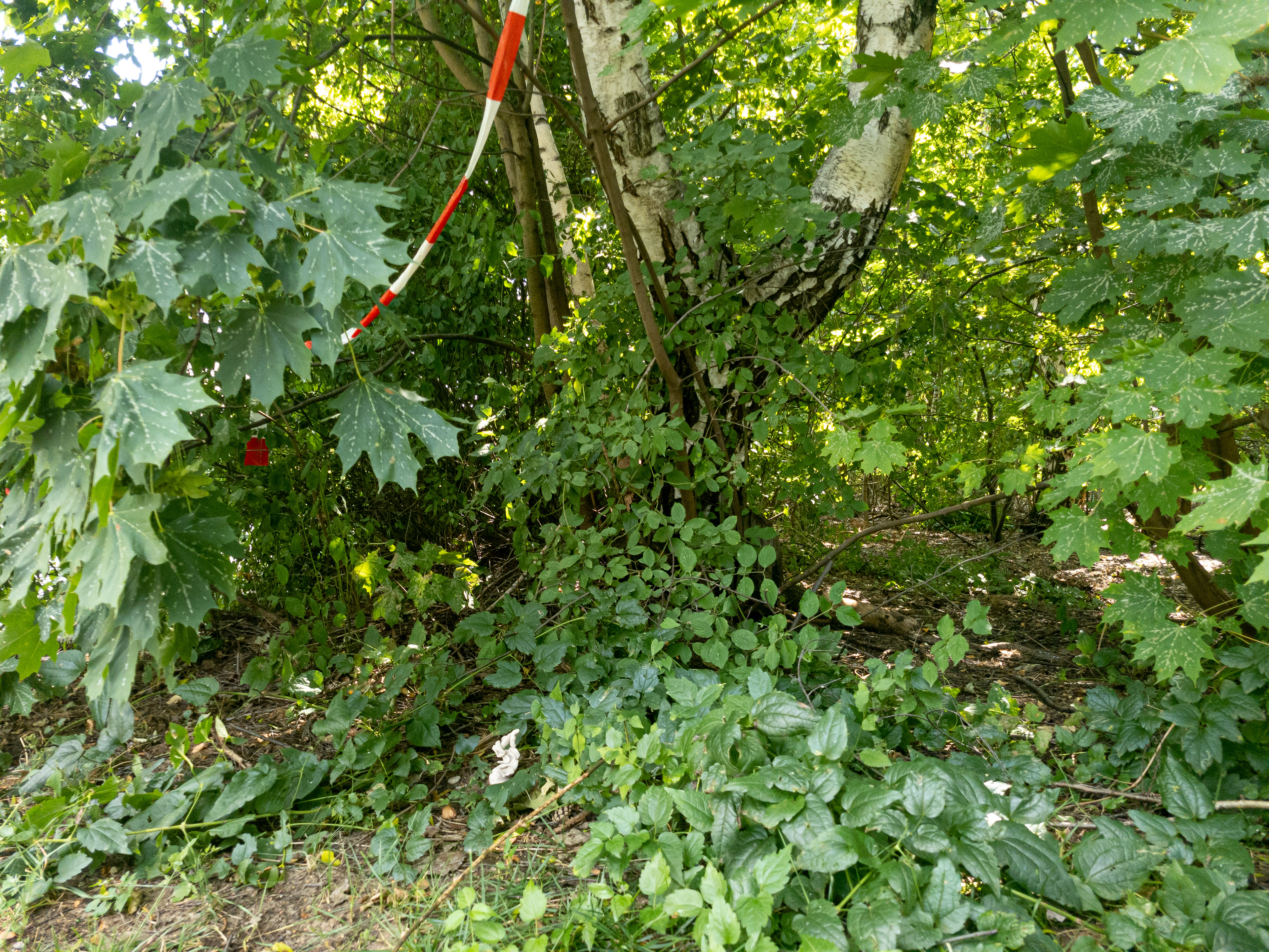 Viney