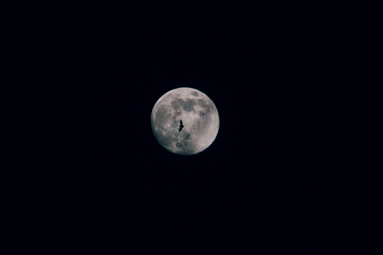 A bat flew through my shot!