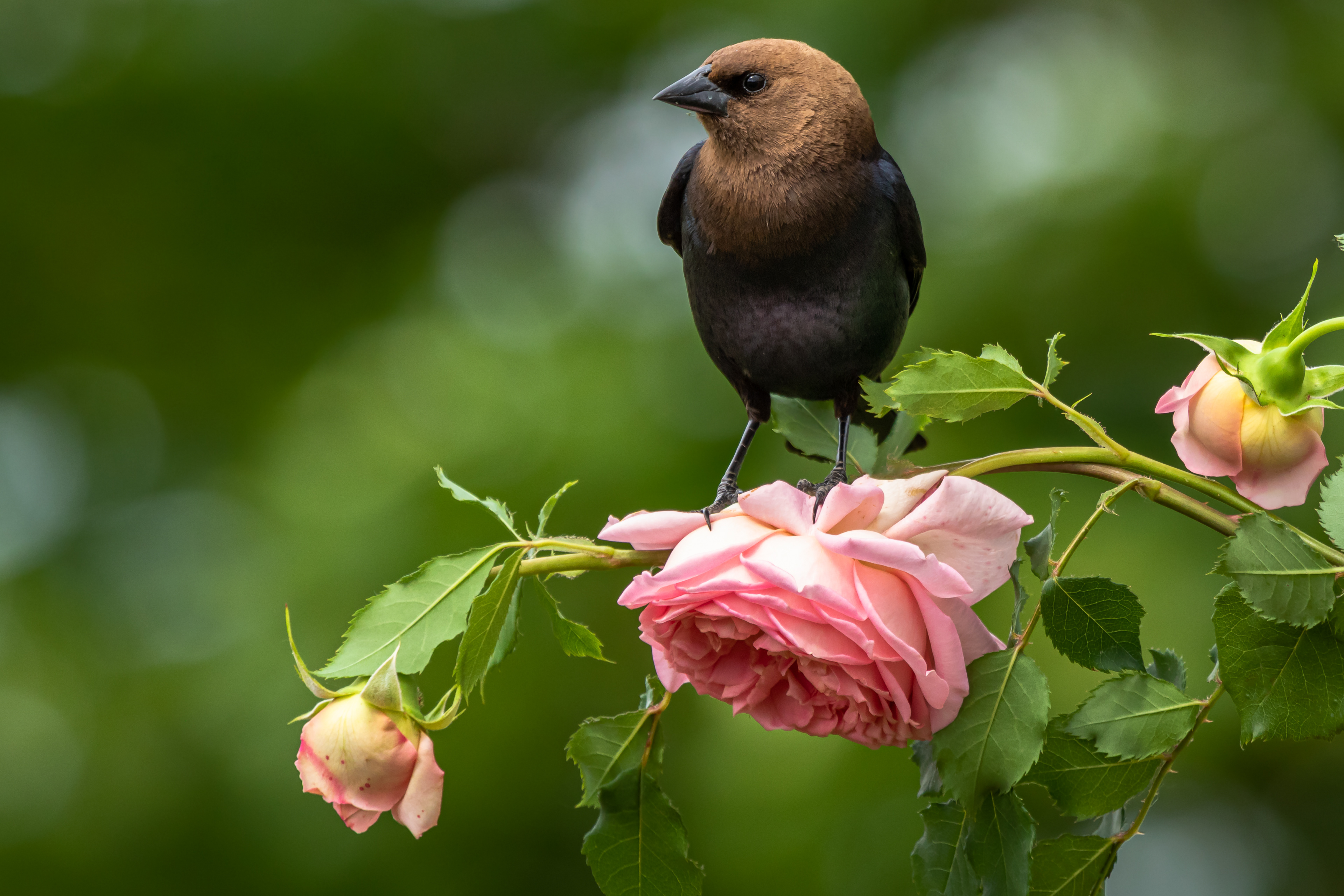 Cowbird in the Rose Garden
