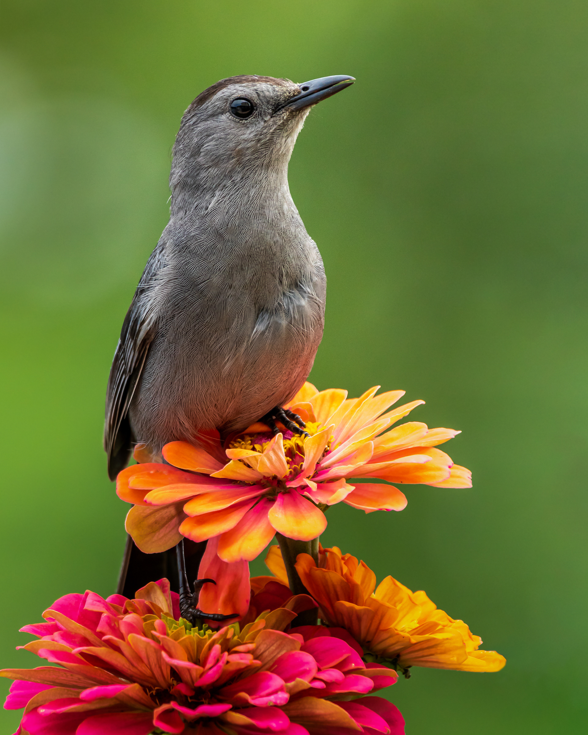 Gray Catbird