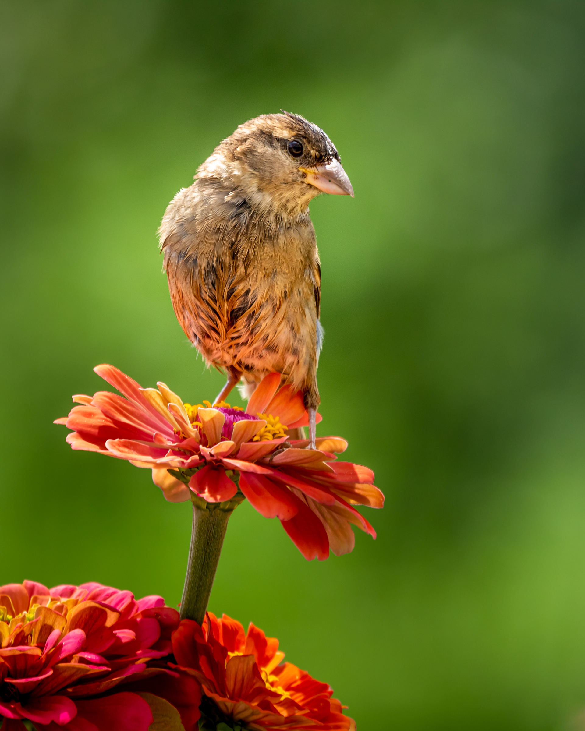 Juvenile Sparrow