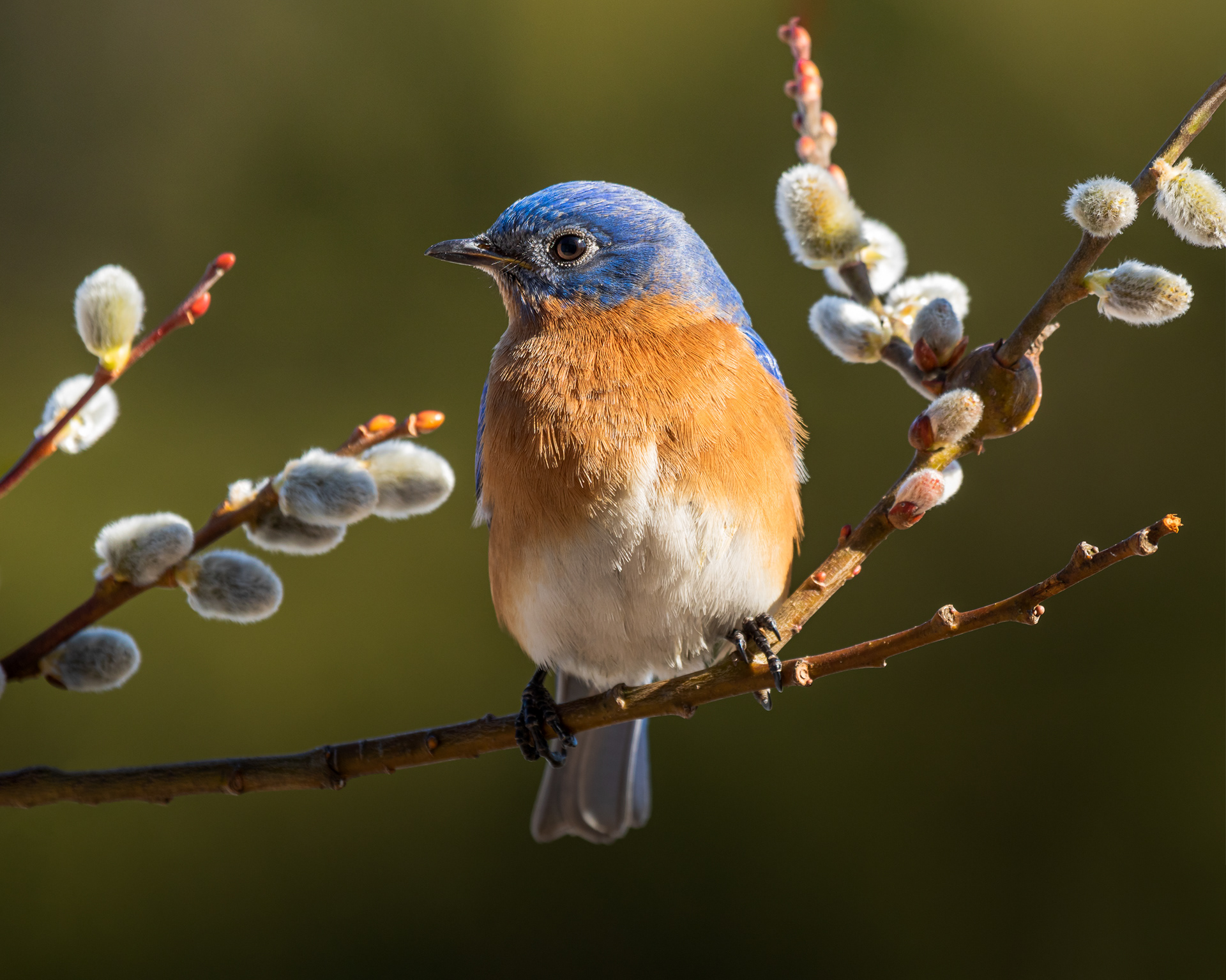 Spring Blues