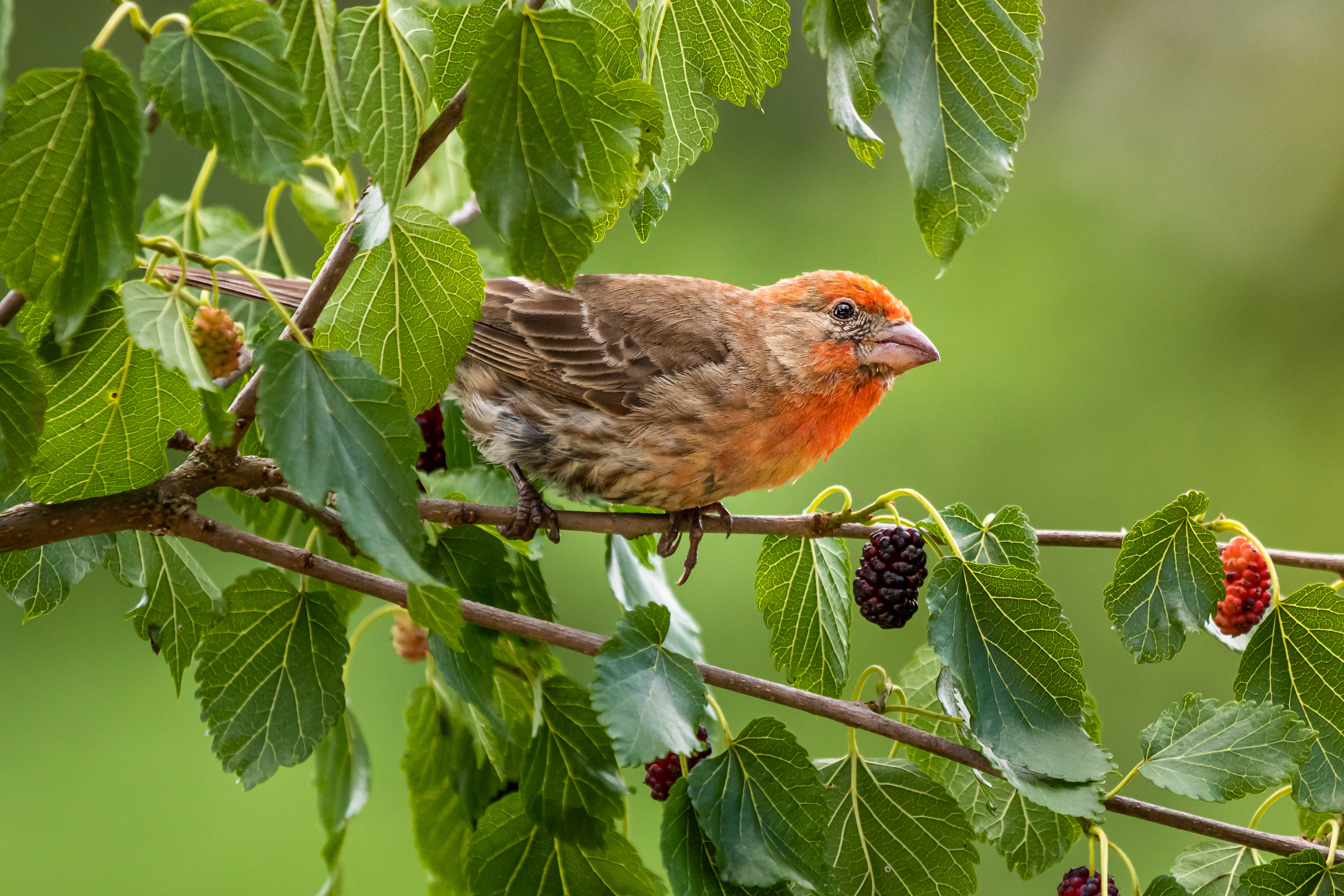 Round the Mulberry Bush