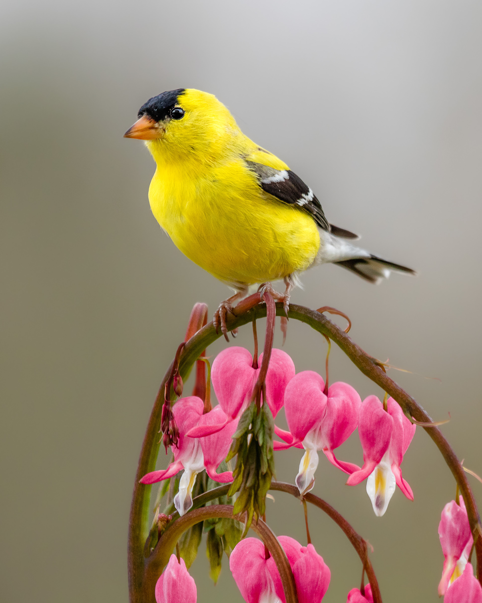 Hearts of Spring