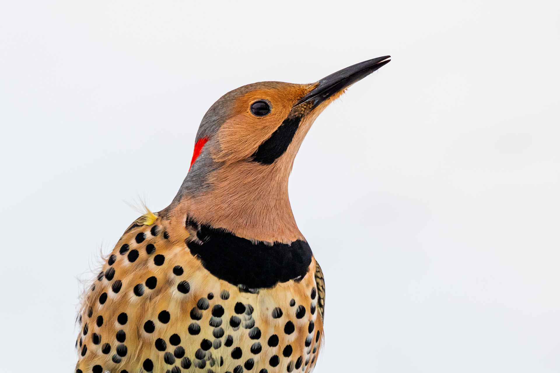 Norhtern Flicker Headshot