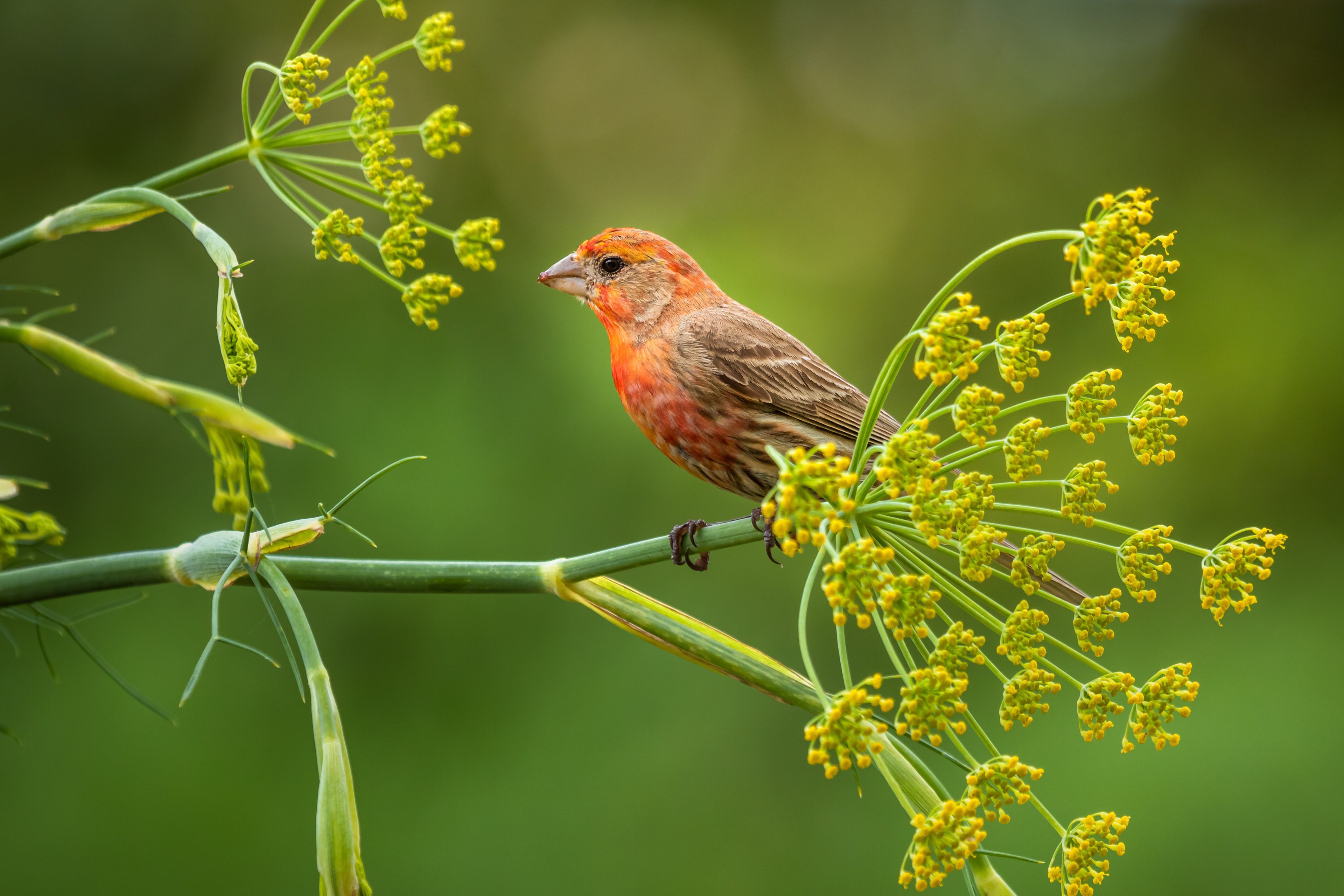 Finch in Fennel