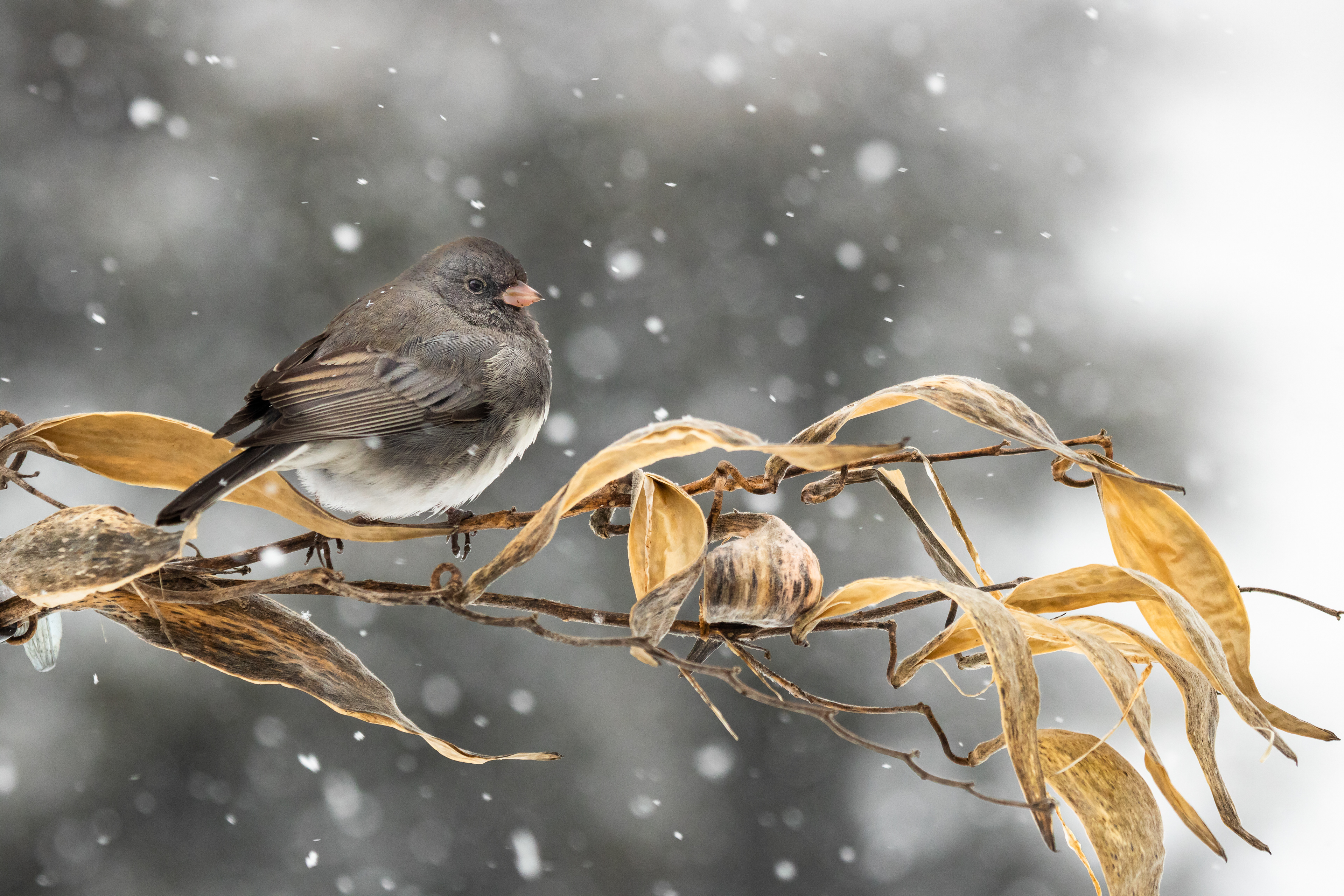 Gray Snowfall