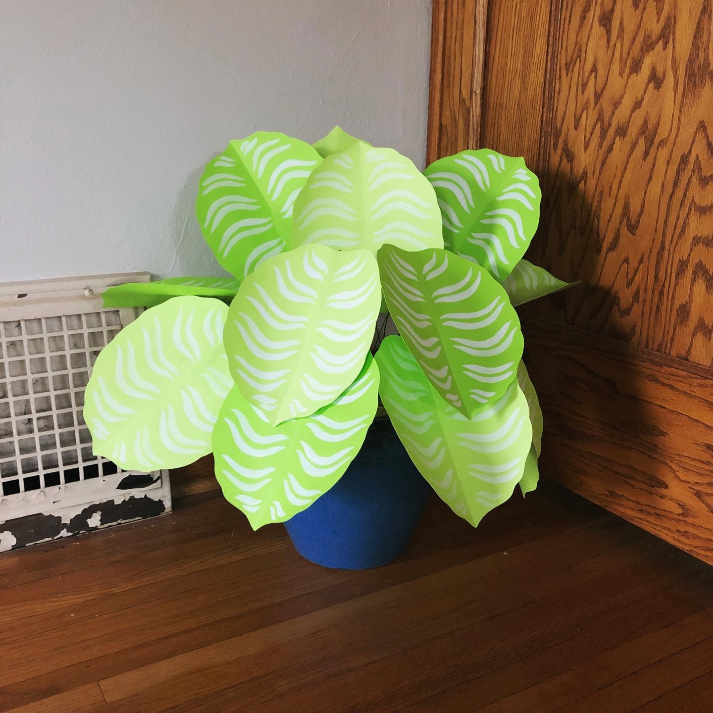 Calathea