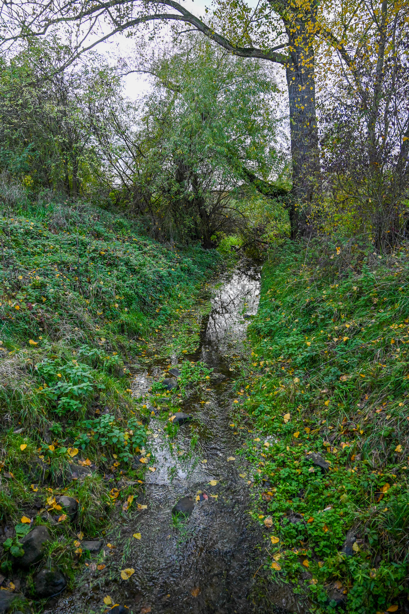 Rhein bei Langs-Kierst