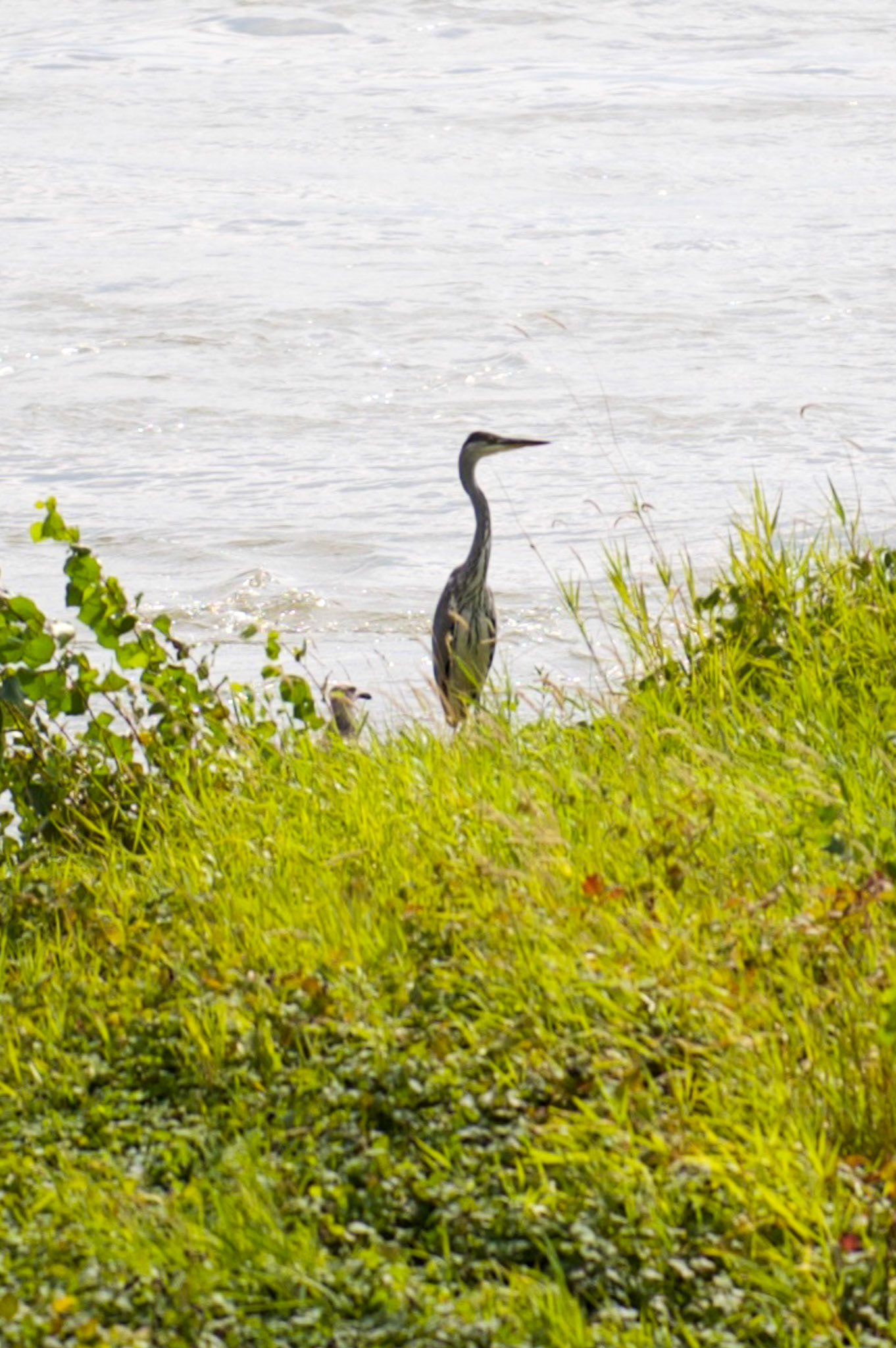 Rhein bei Langs-Kierst