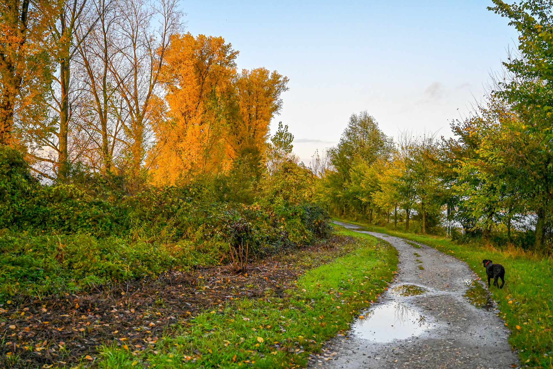 Rhein bei Langs-Kierst