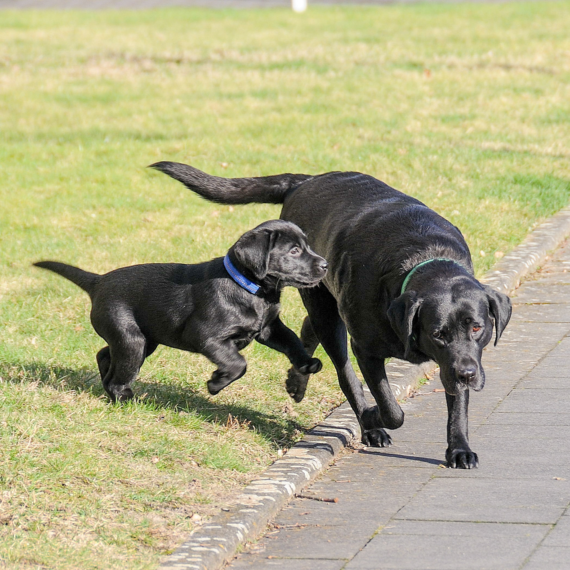 Hunde