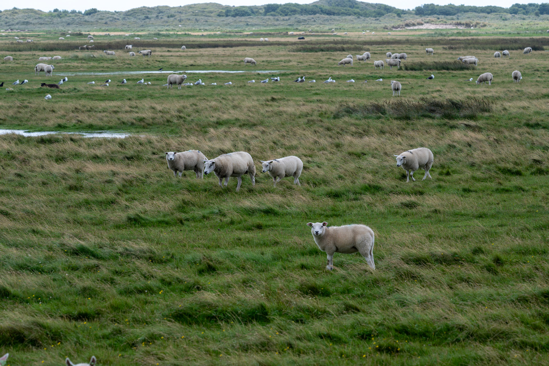 Ameland