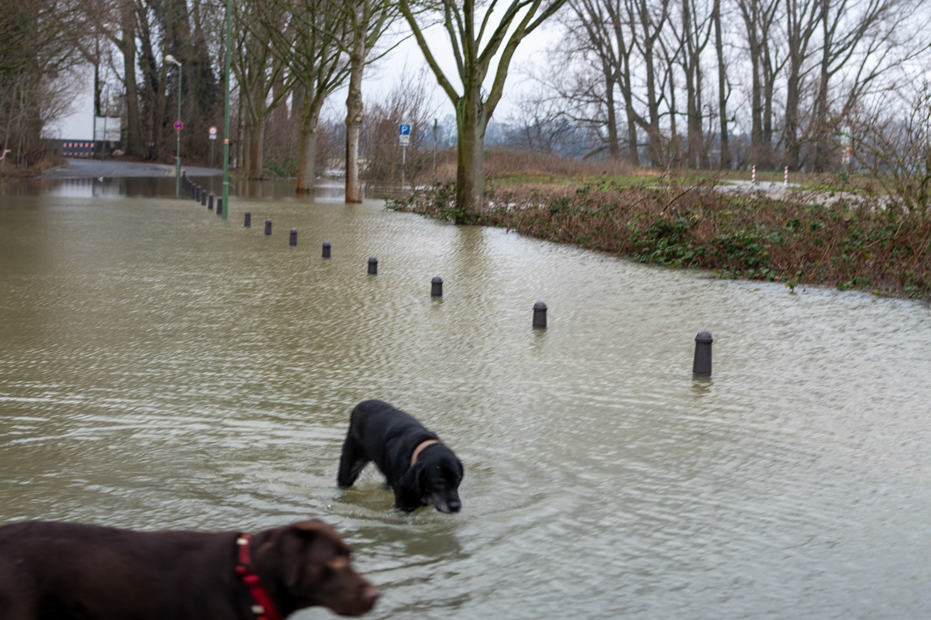 Rhein bei Langs-Kierst