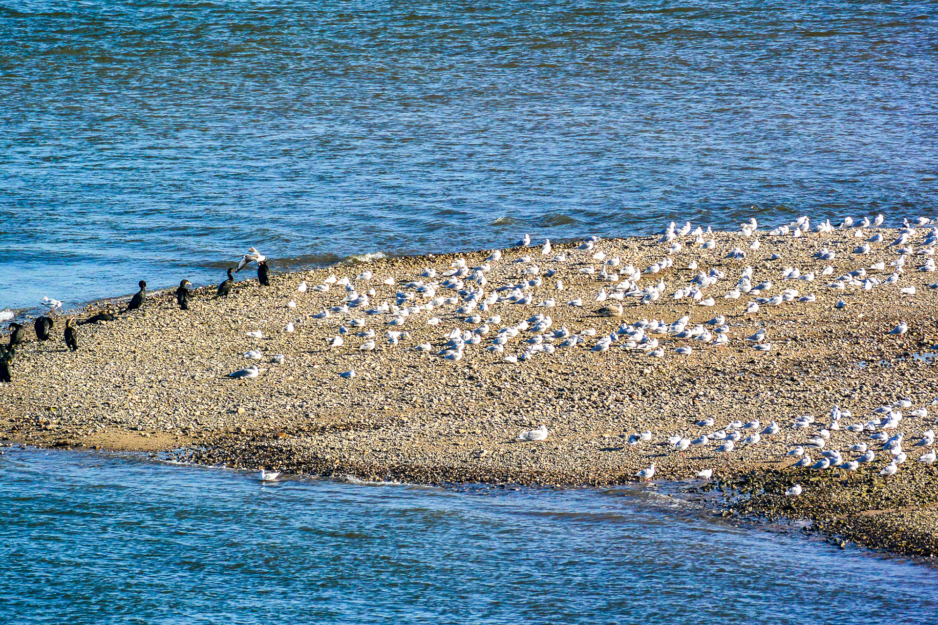 Rhein bei Langs-Kierst
