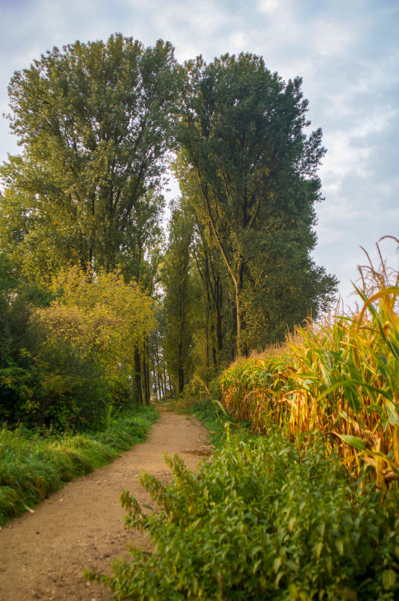 Rhein bei Langs-Kierst