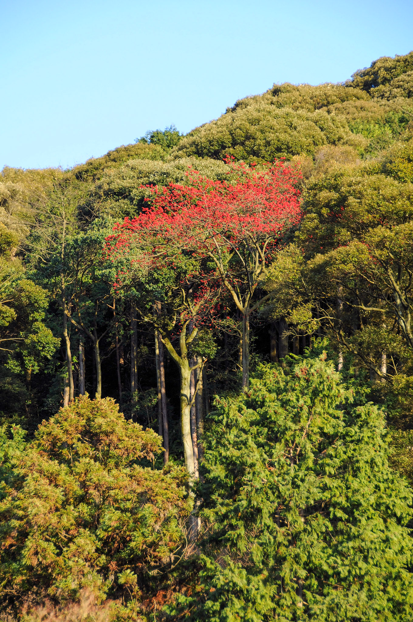 Japan