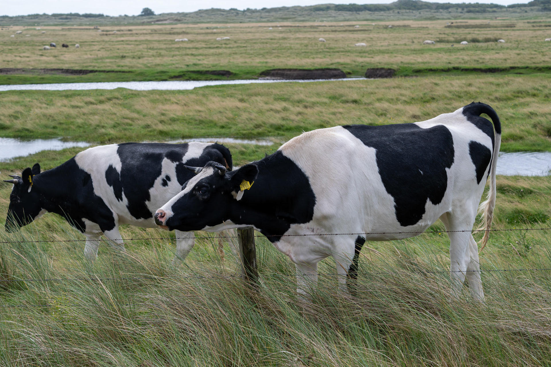 Ameland