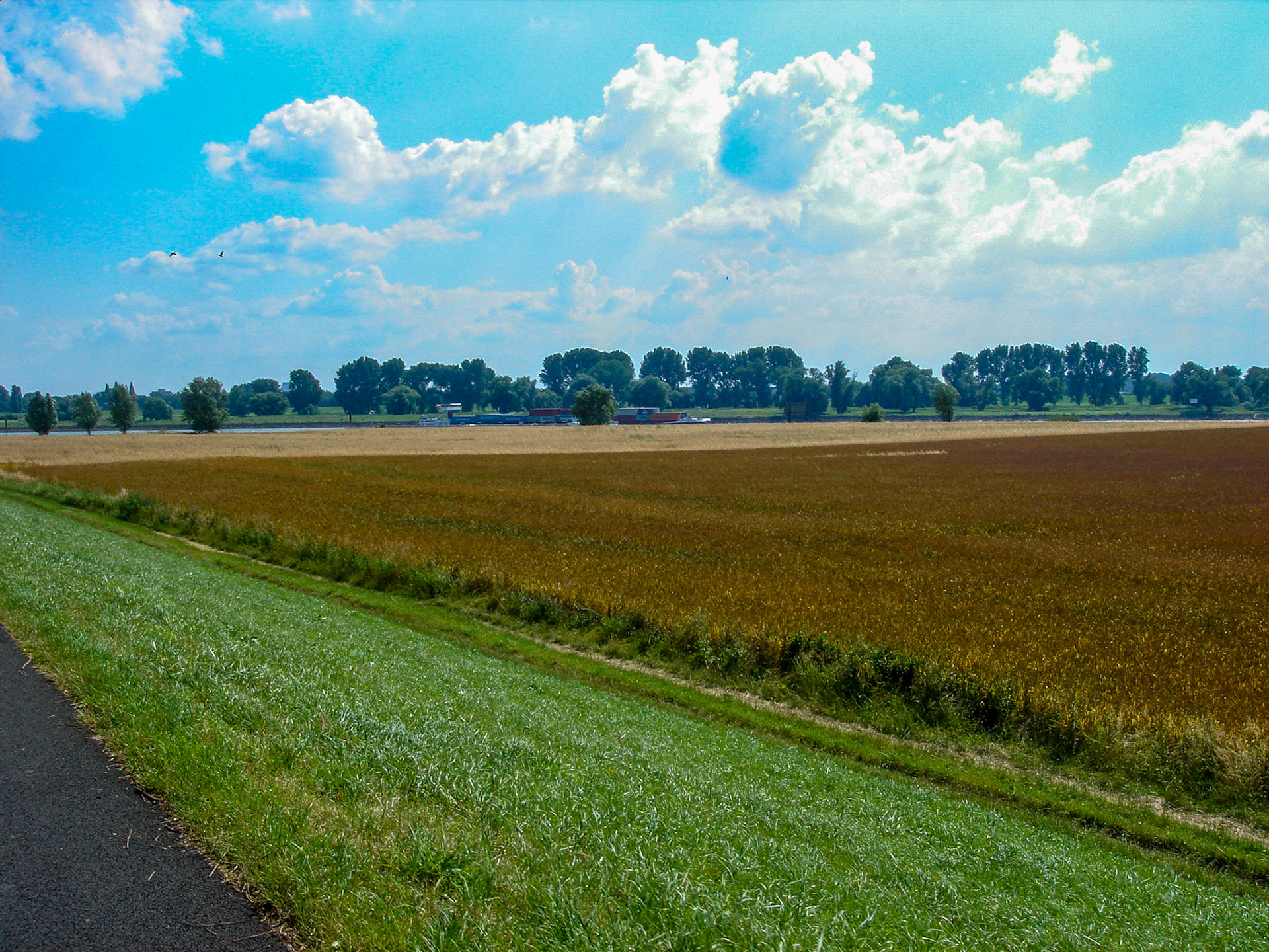Rhein bei Langs-Kierst
