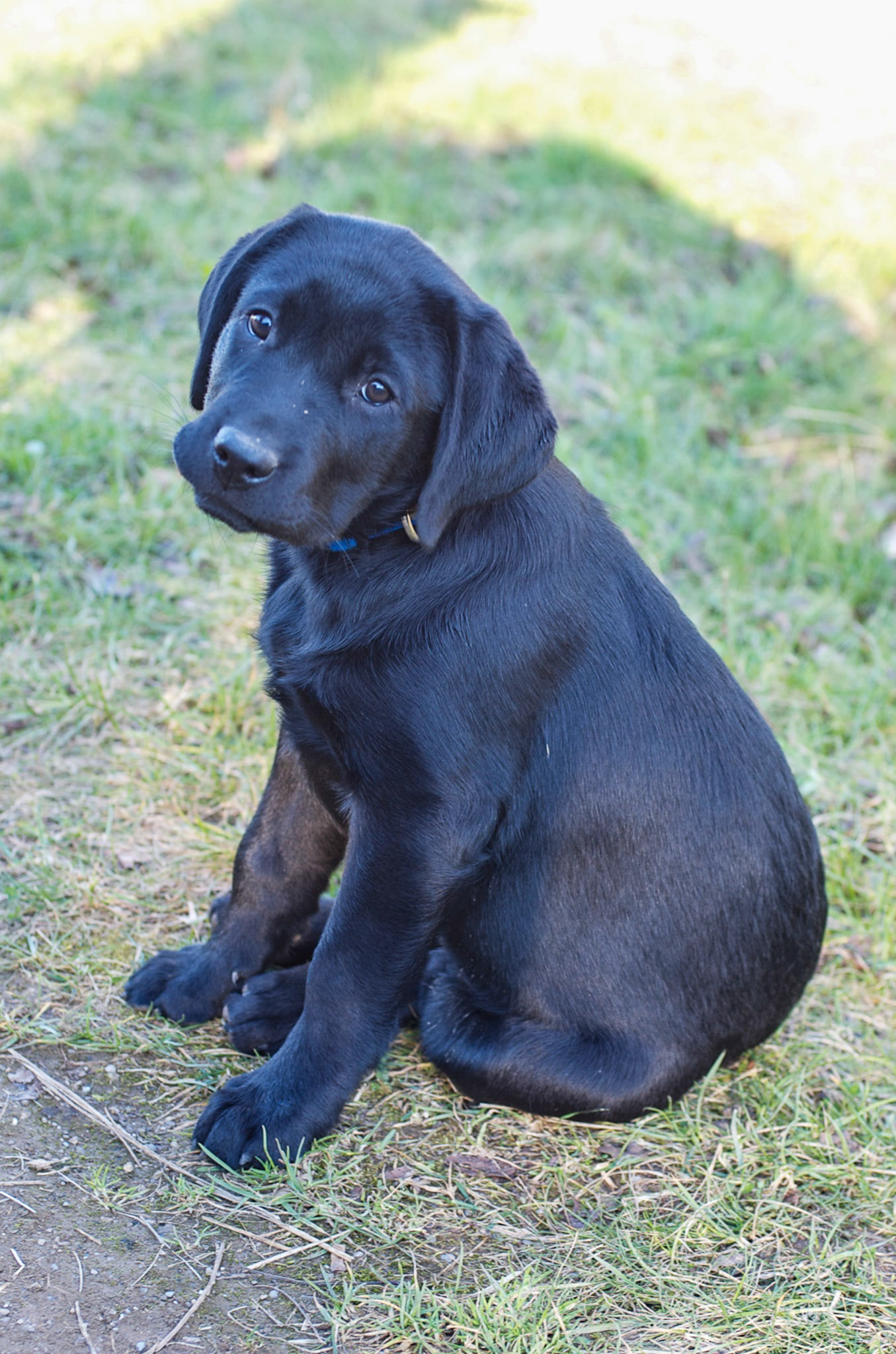 Hunde