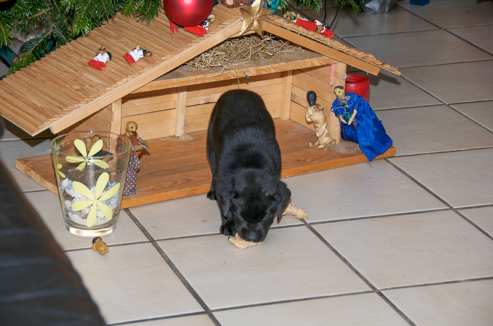 Hunde
