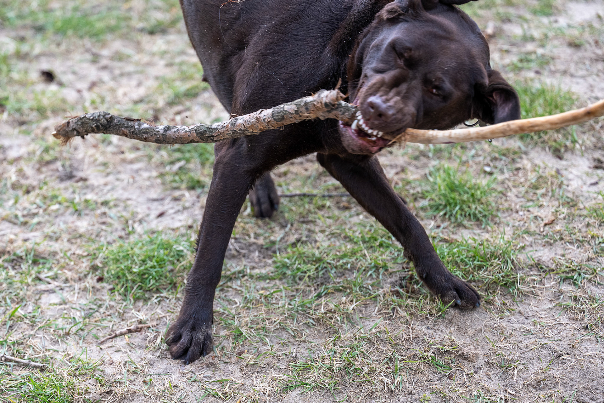 Pina