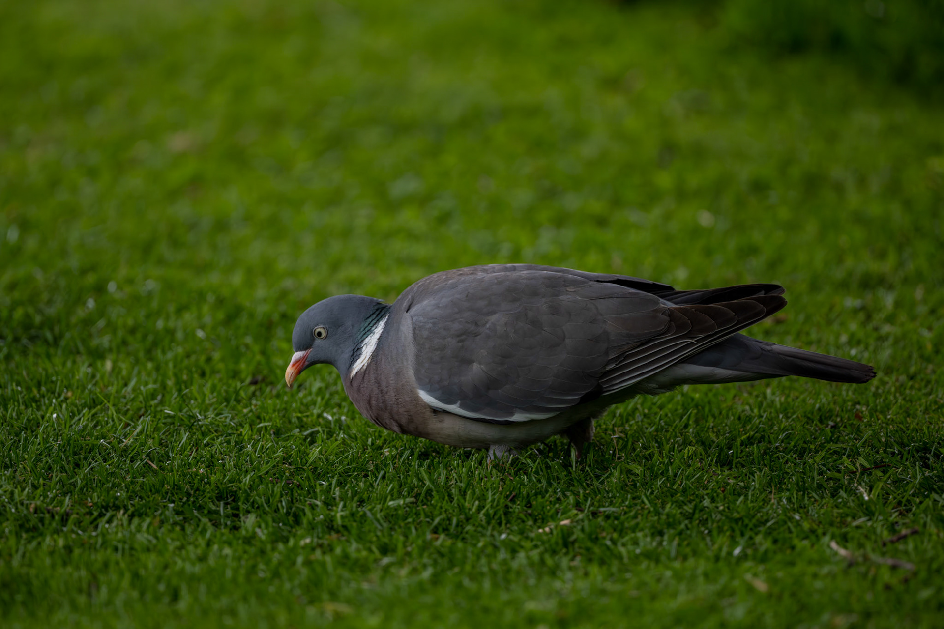 Taube