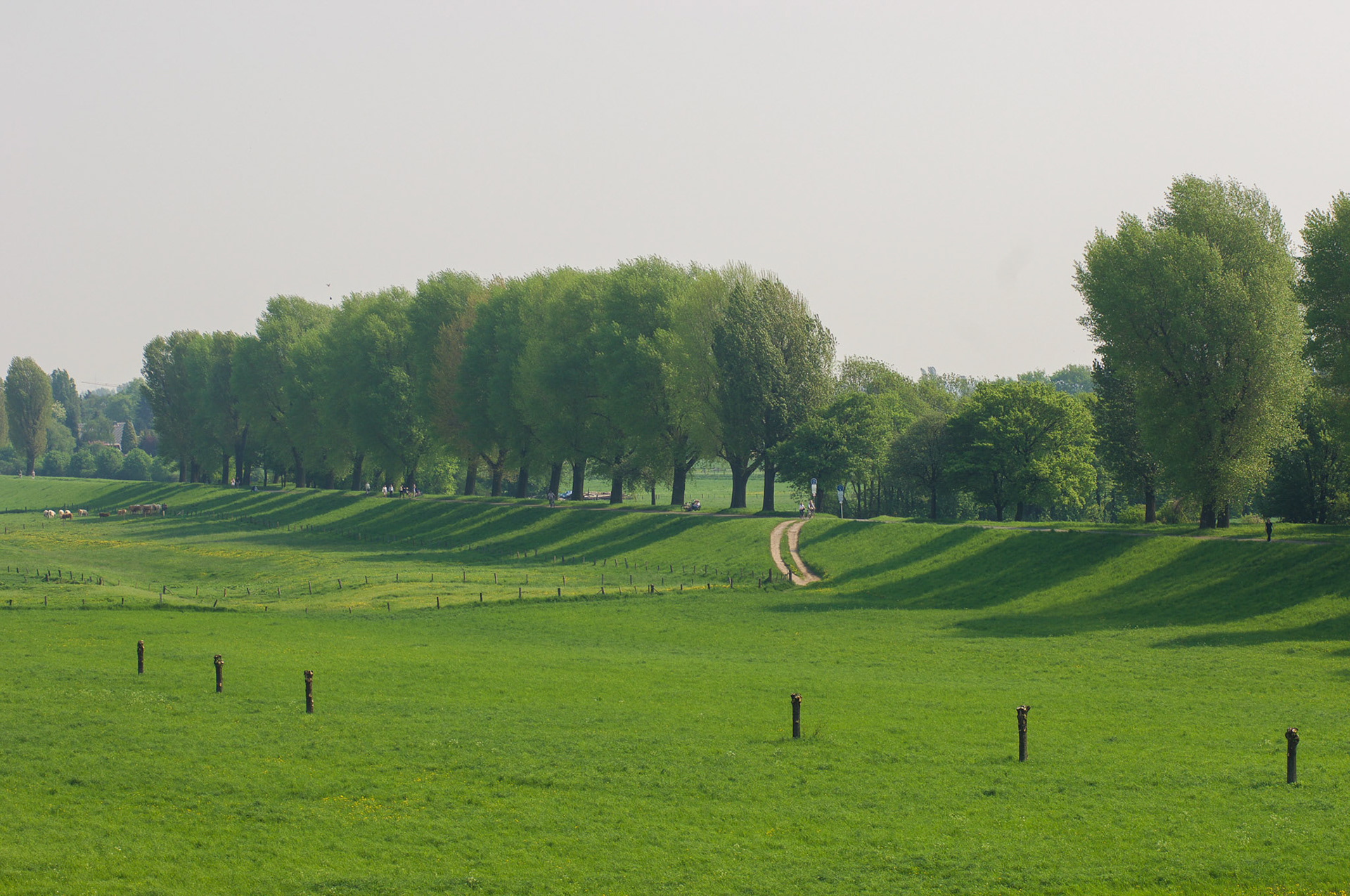 Rhein bei Langs-Kierst