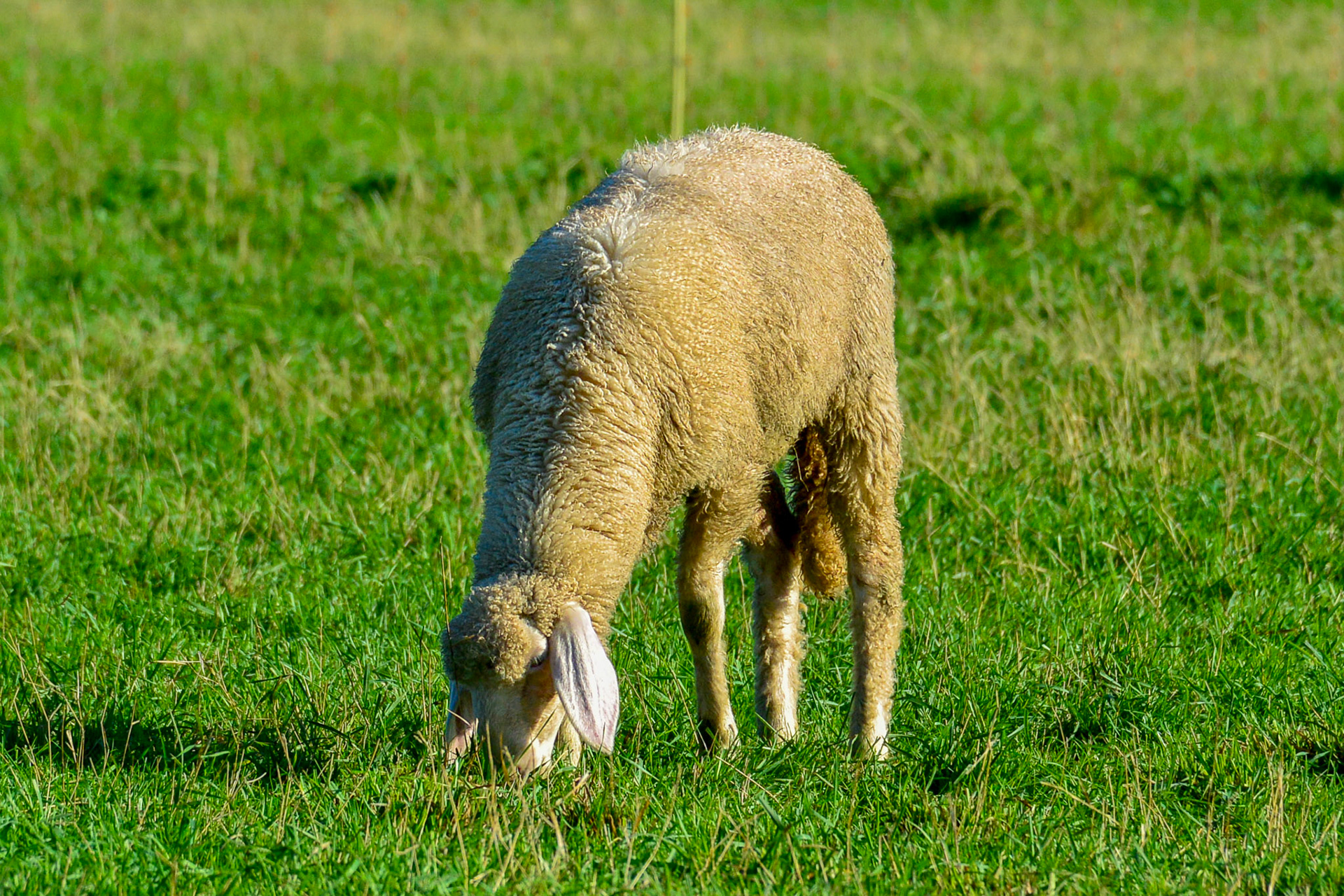 Rhein bei Langs-Kierst