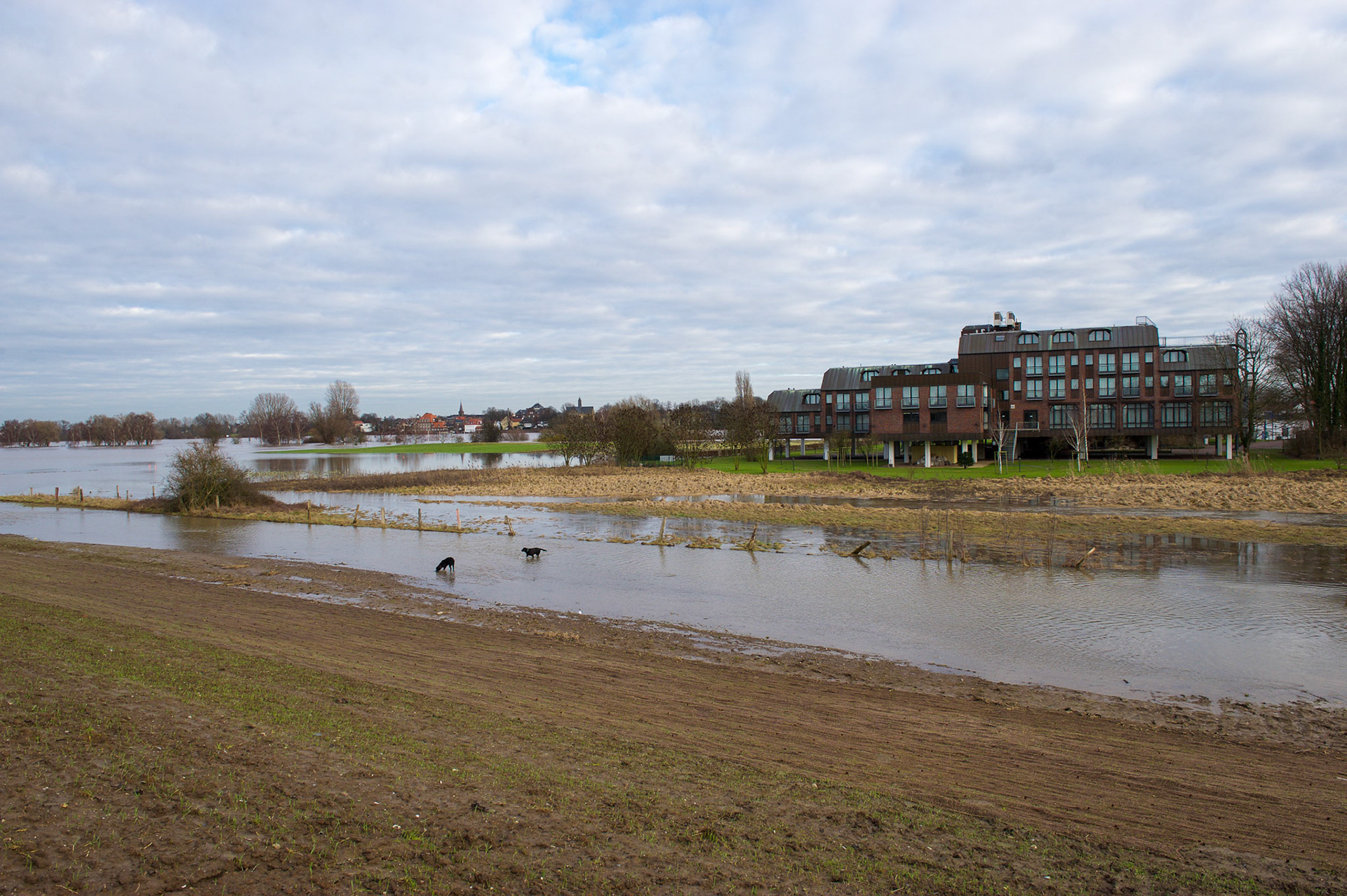 Rhein bei Langs-Kierst