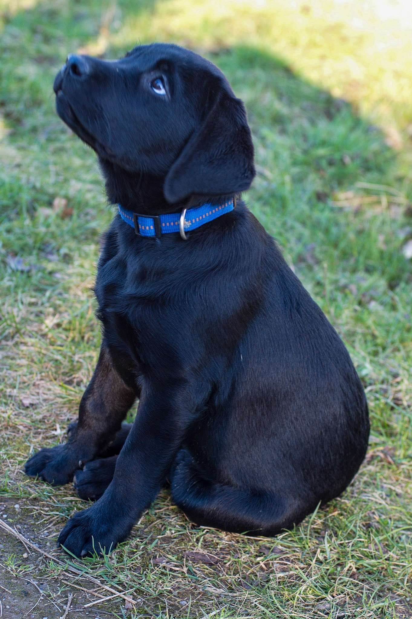 Hunde