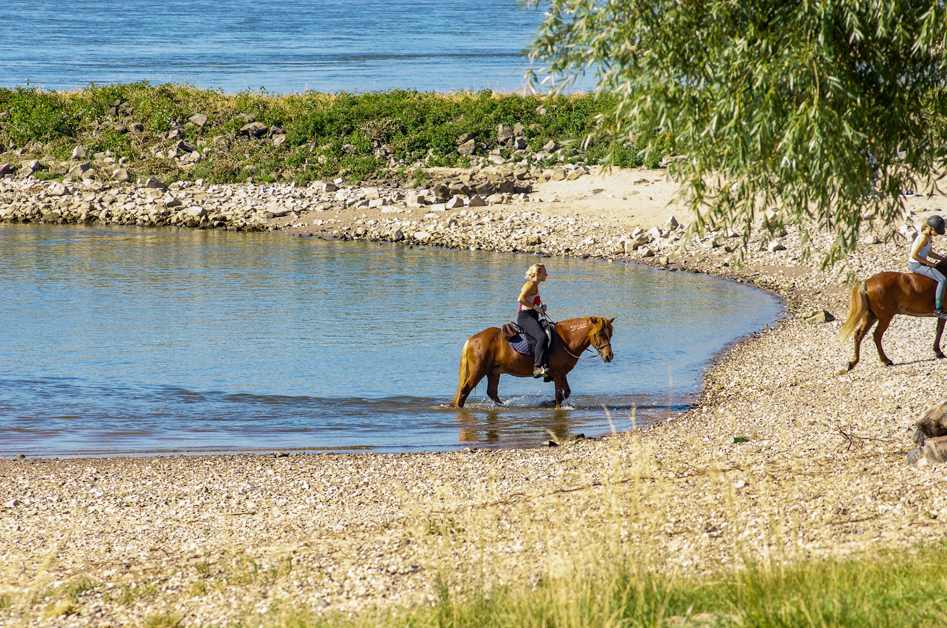 Rhein bei Langs-Kierst