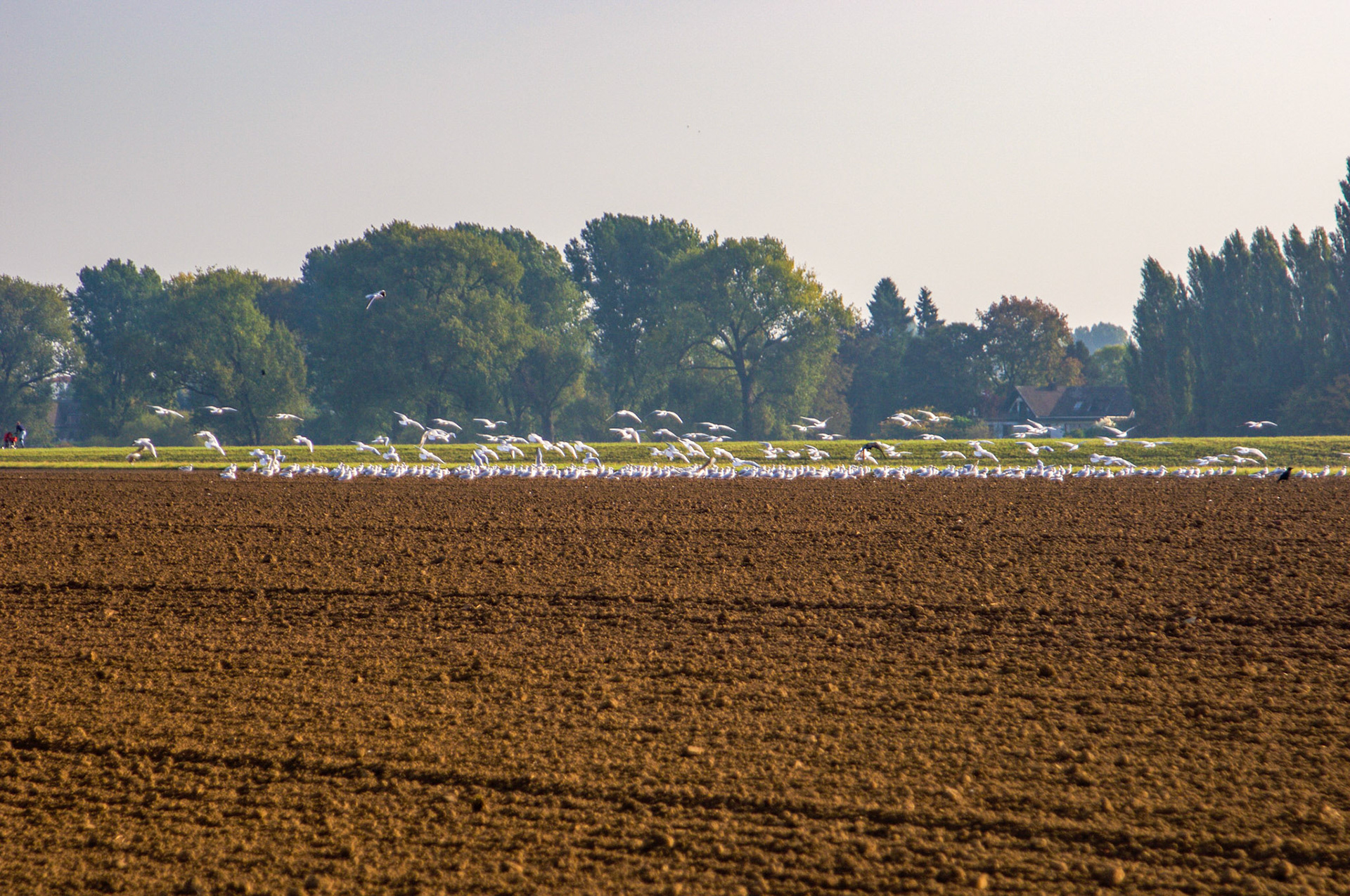 Rhein bei Langs-Kierst