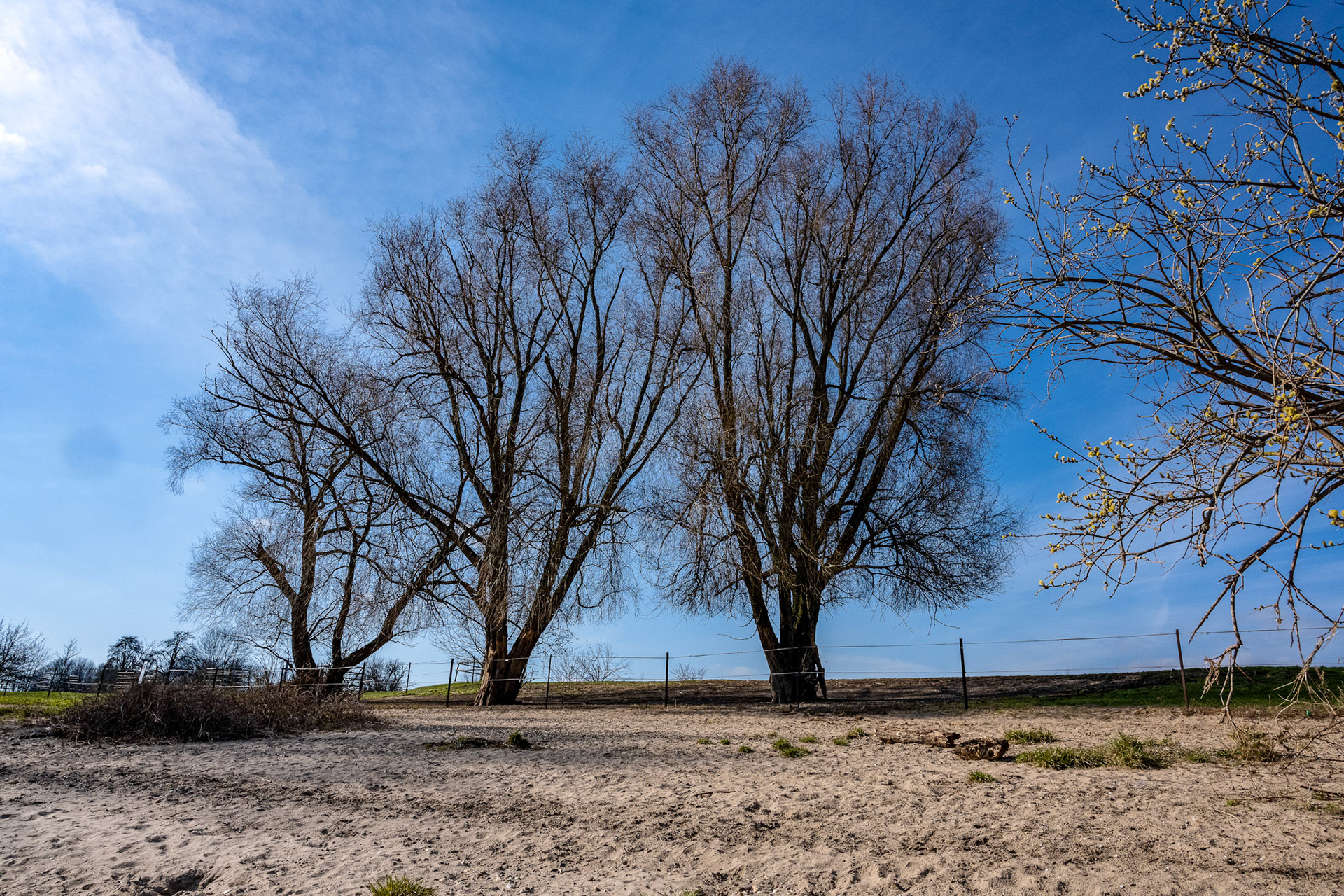 Rhein bei Langs-Kierst