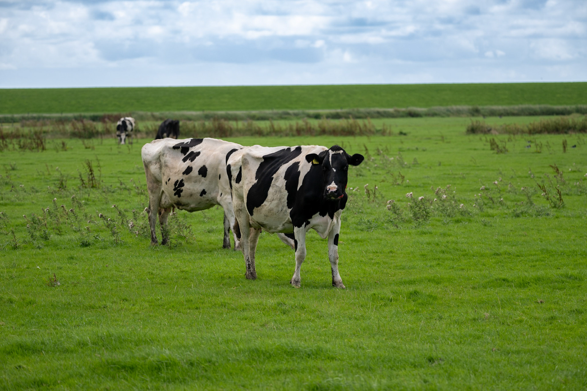 Ameland