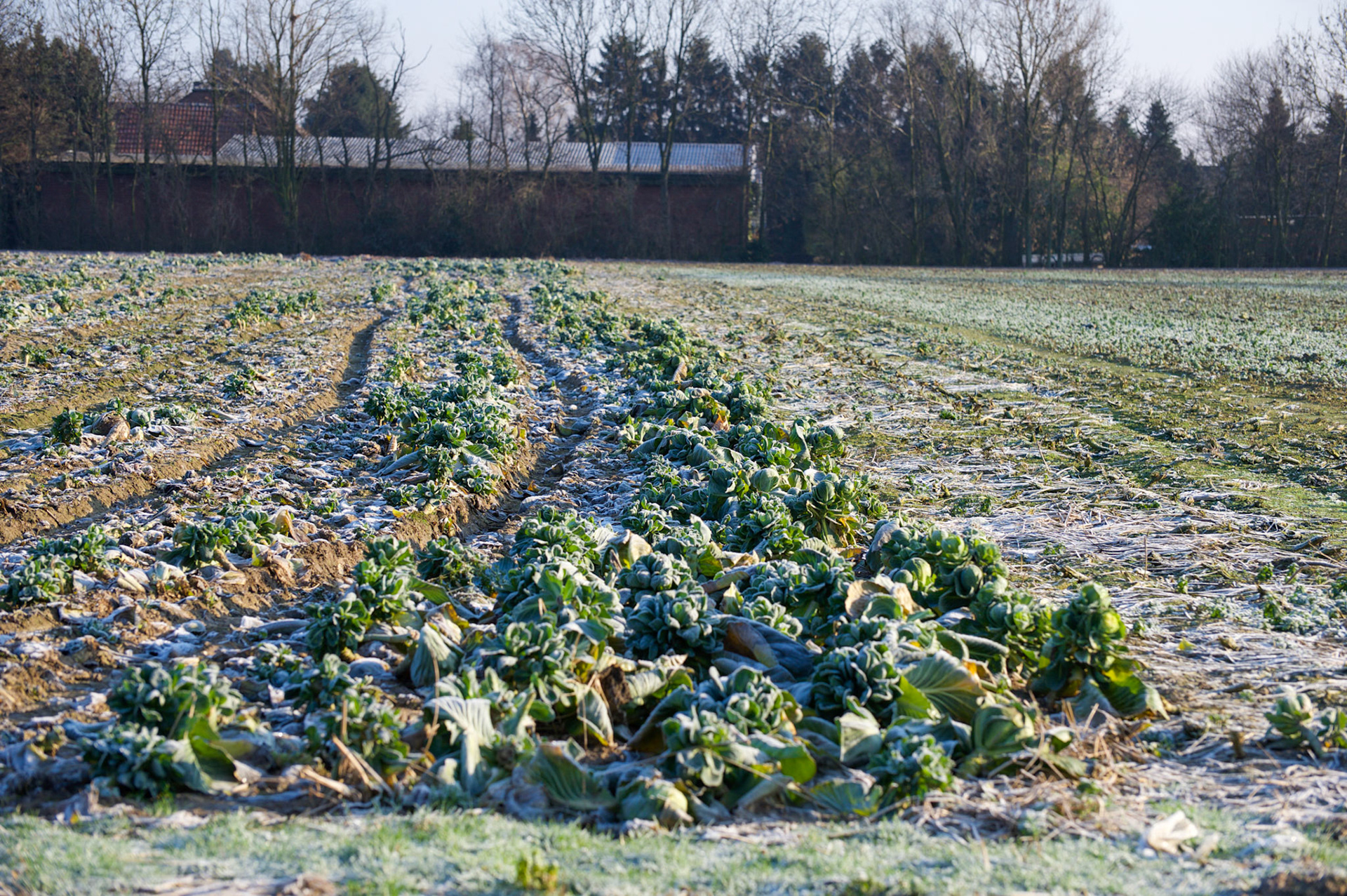 Meerbusch-Osterath