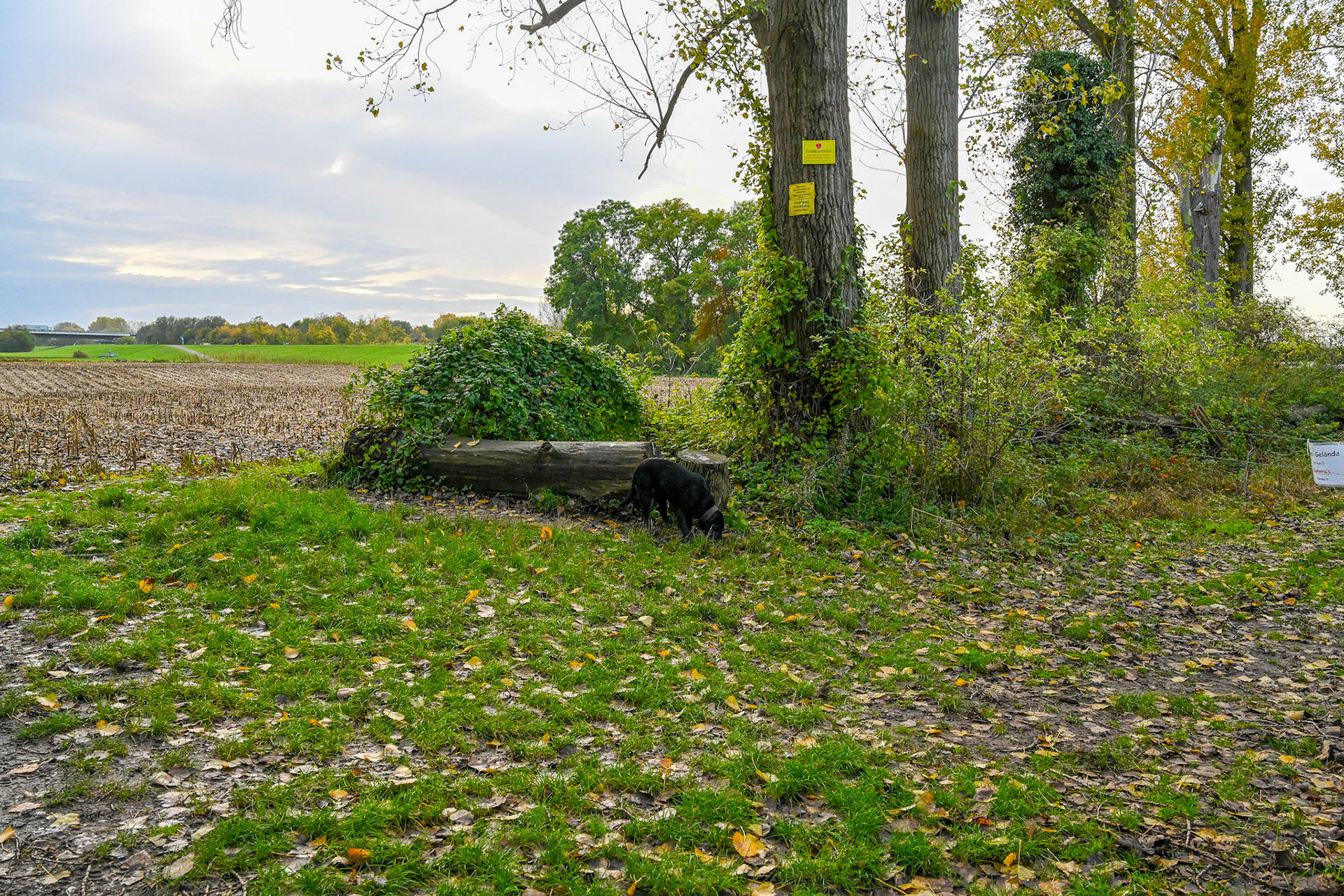 Rhein bei Langs-Kierst