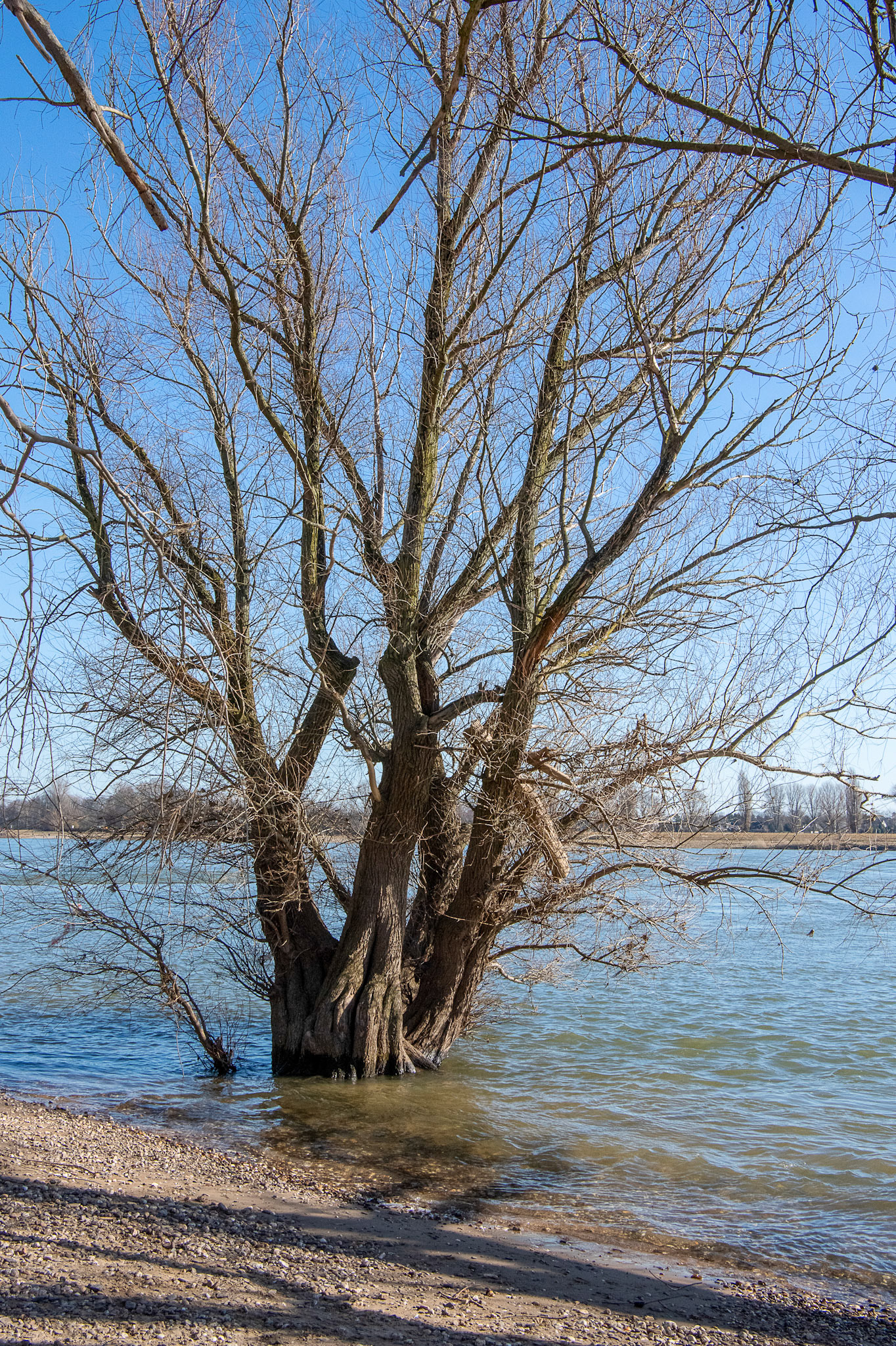 Rhein bei Langs-Kierst