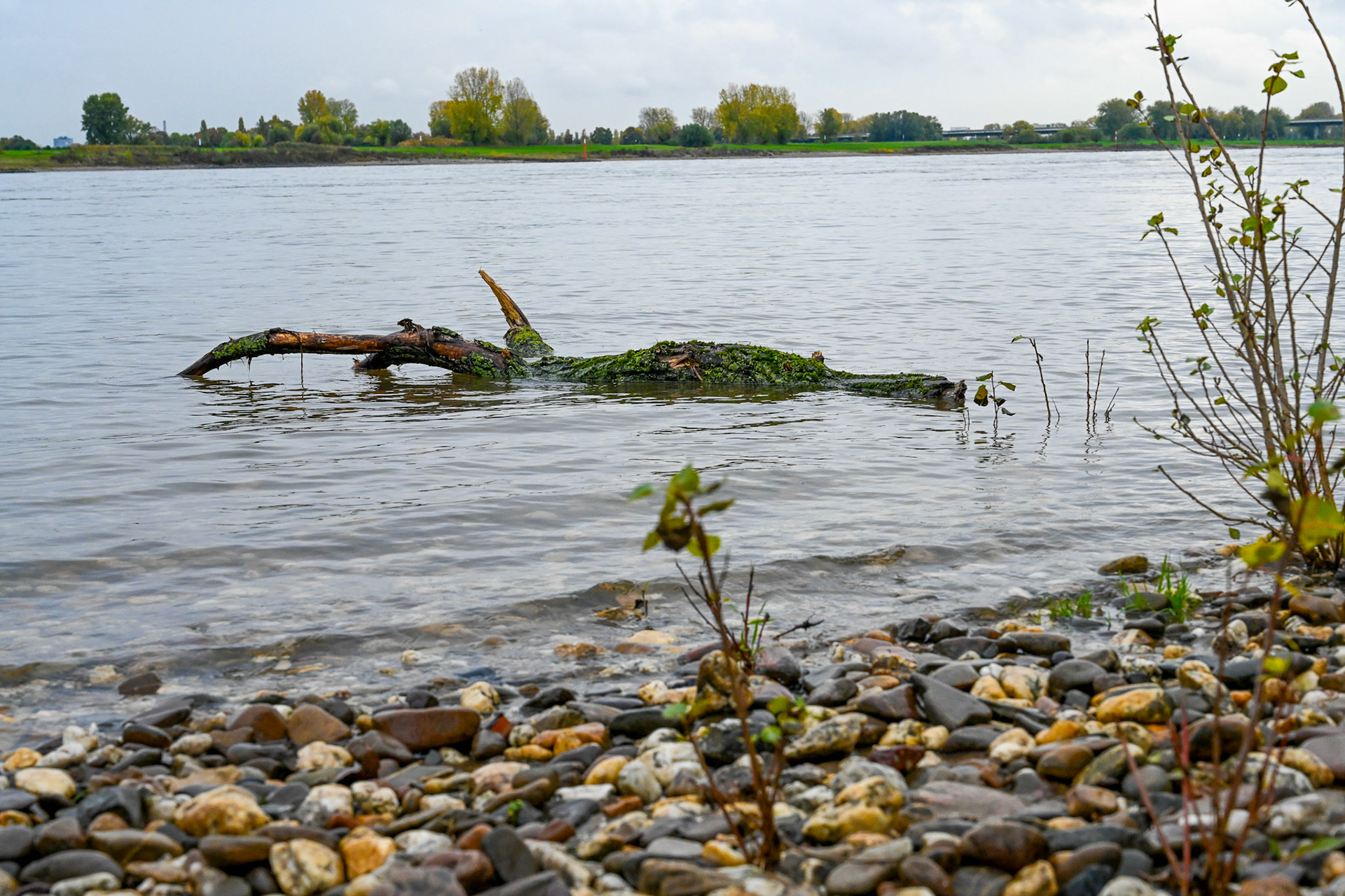 Rhein bei Langs-Kierst